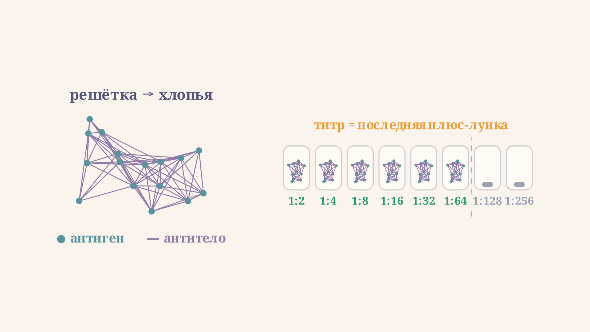 Реакция агглютинации: диагностика и титр антител
