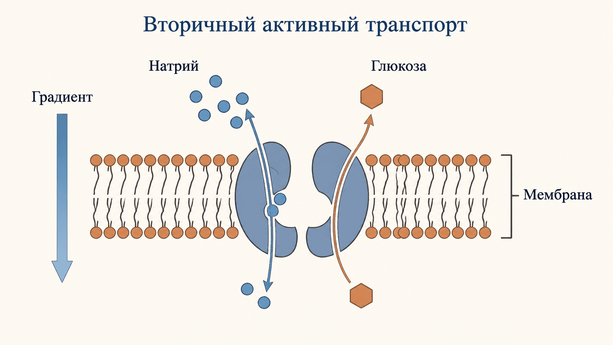 Вторичный активный транспорт: котранспорт через мембрану