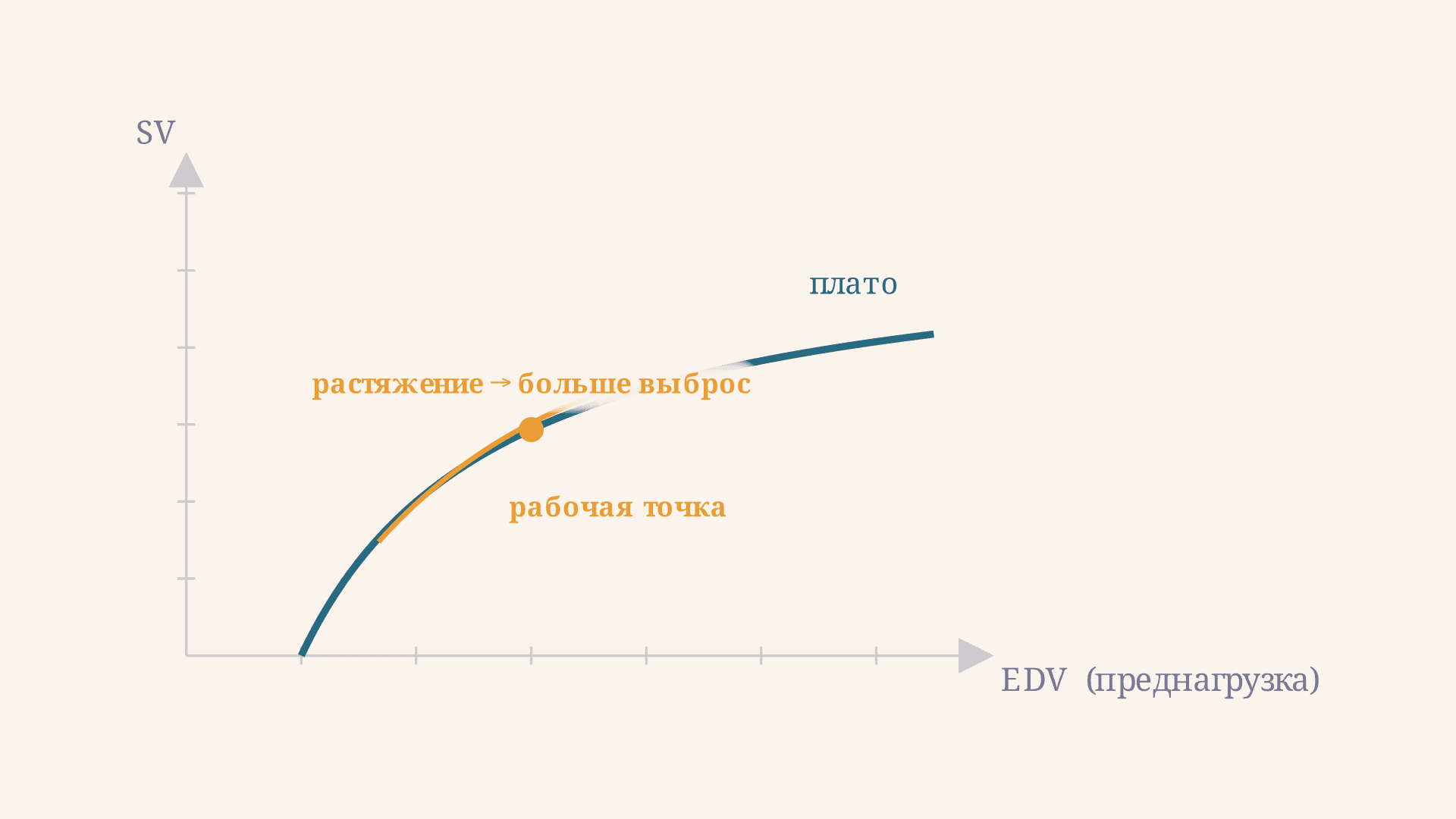 Закон Франка-Старлинга: как сердце регулирует выброс