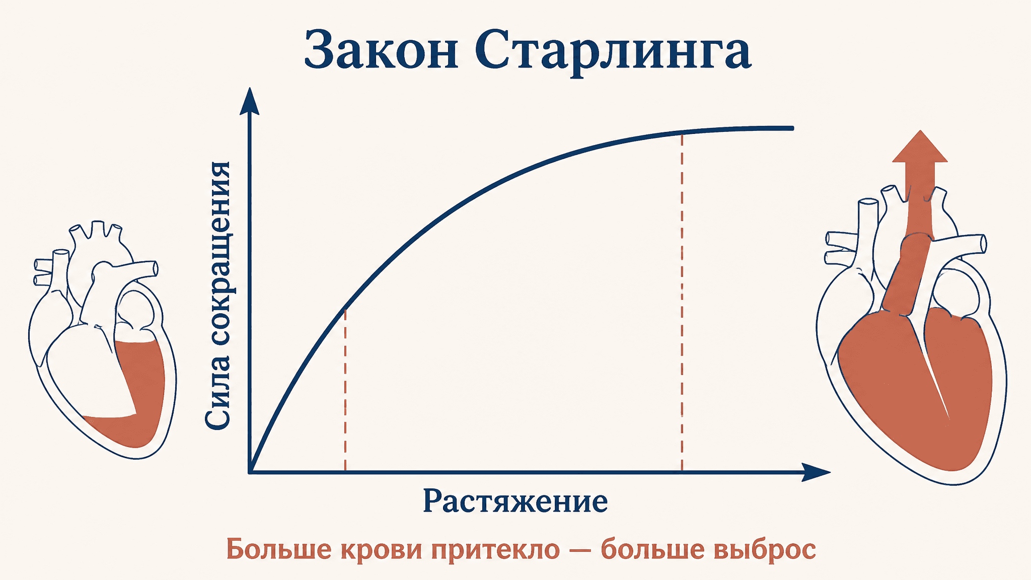 Закон Старлинга для сердца: преднагрузка и выброс