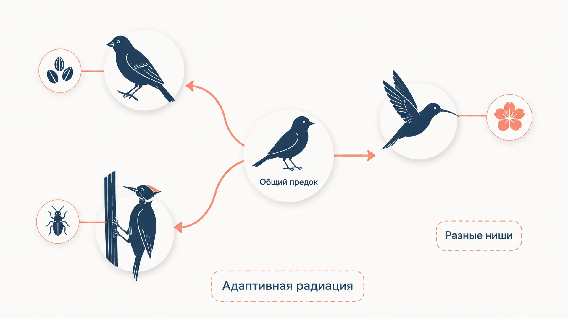 Адаптивная радиация: как предок даёт множество видов
