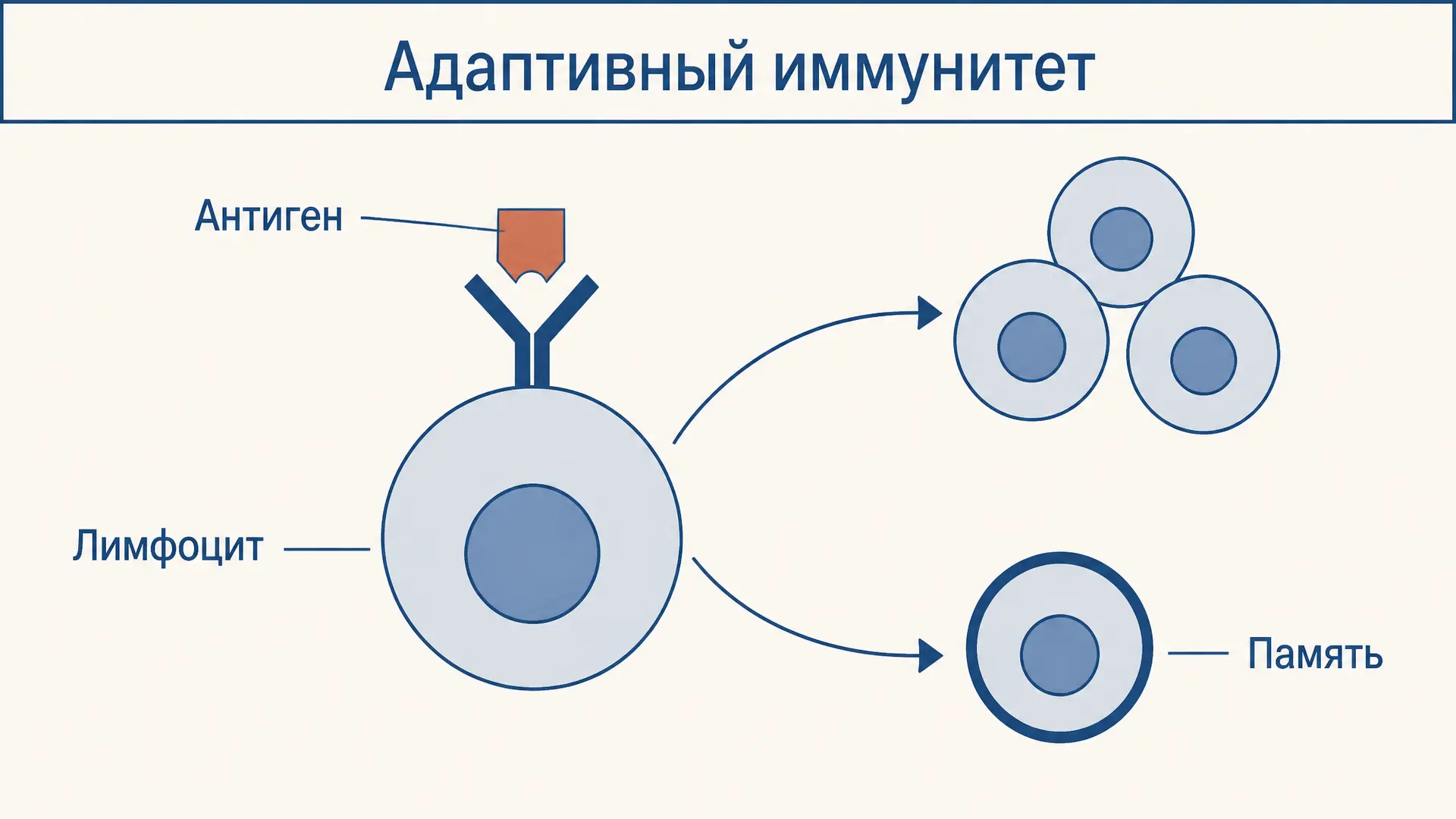 Адаптивный иммунитет: механизмы и иммунная память