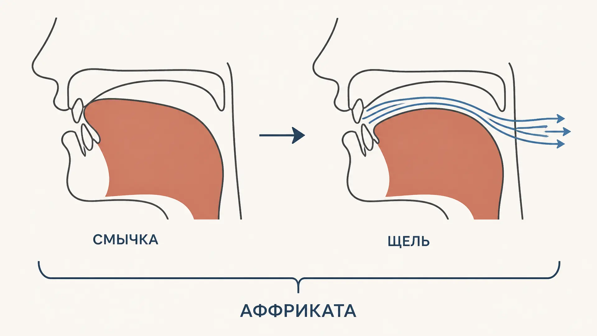 Аффрикаты: ц и ч, МФА и отличие от сочетаний