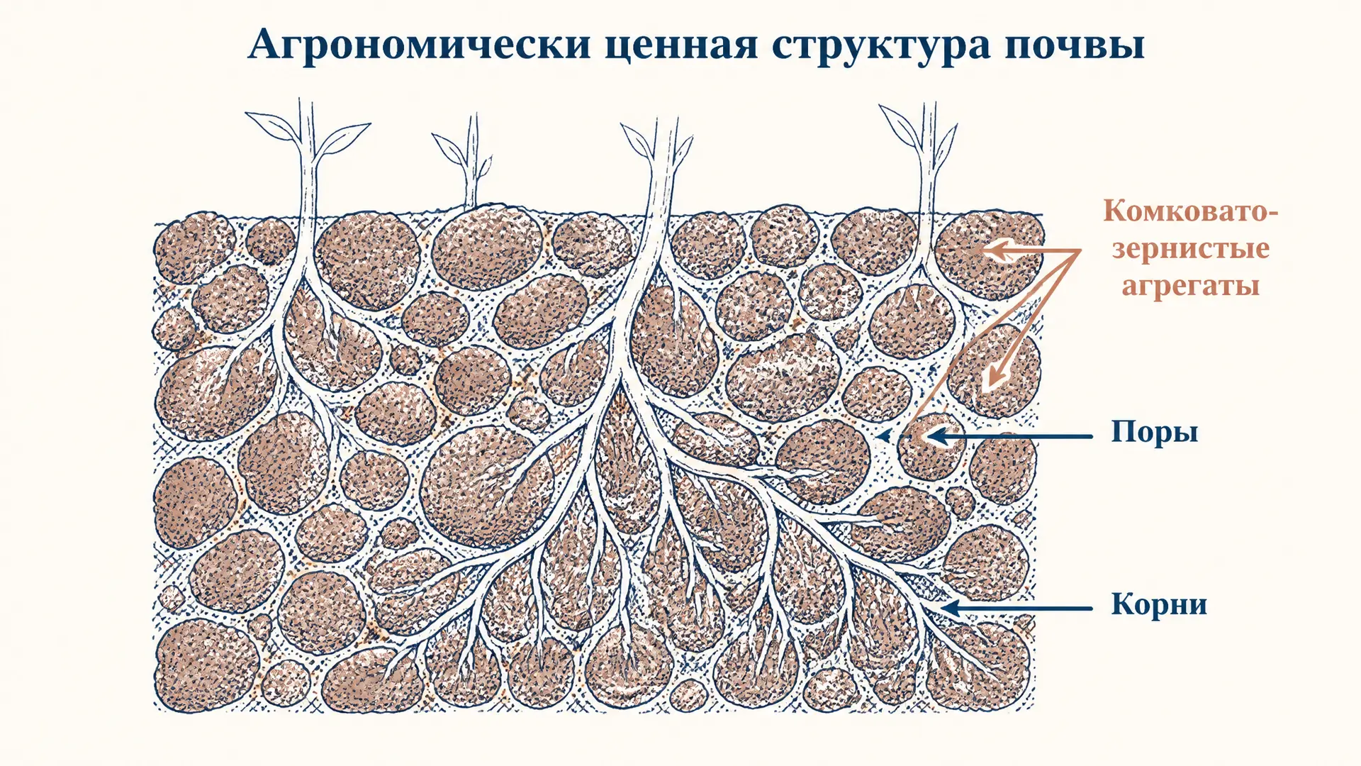Агрономически ценная структура почвы: что это и как оценить