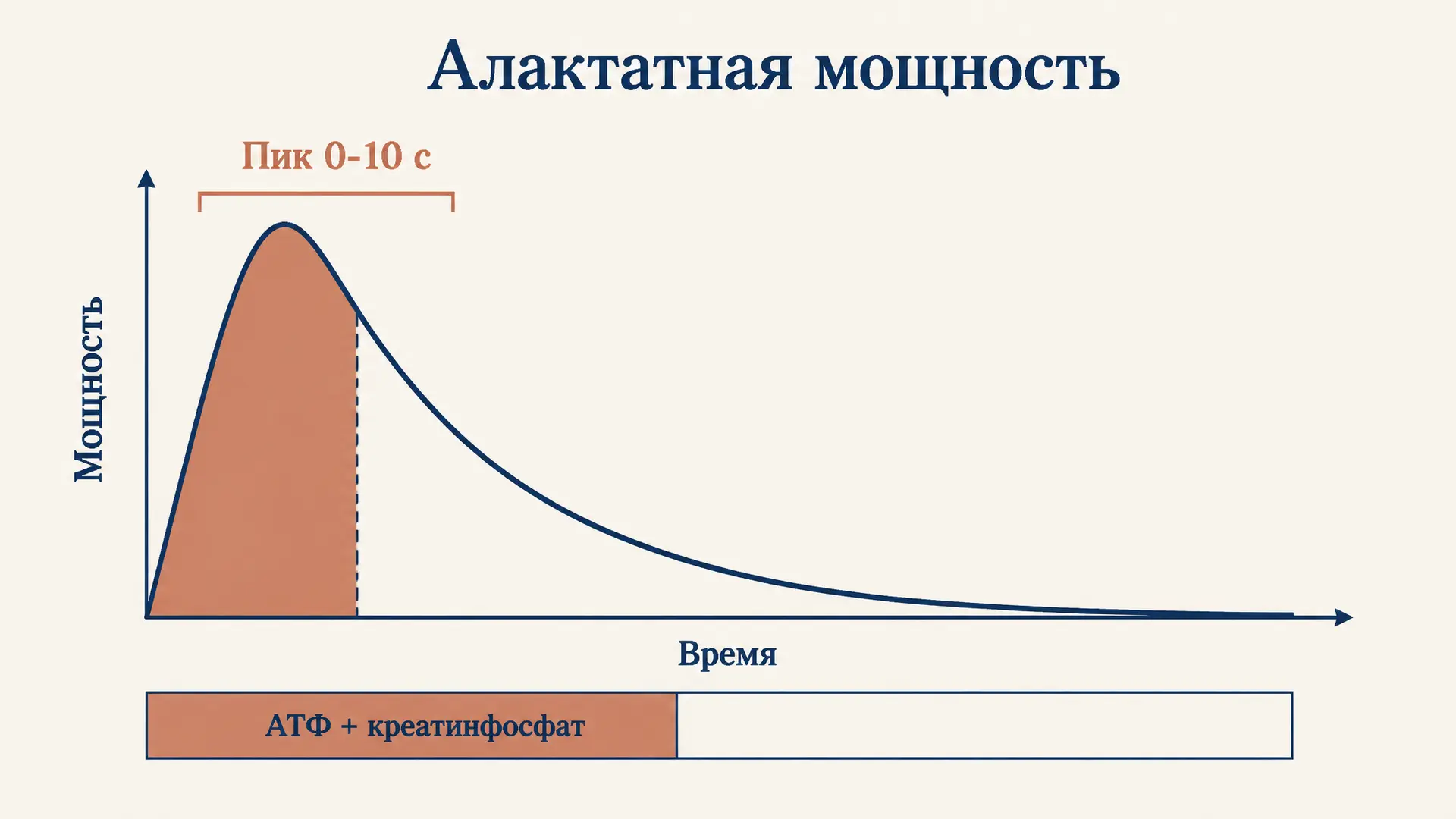 Алактатная анаэробная мощность: что это и как считать