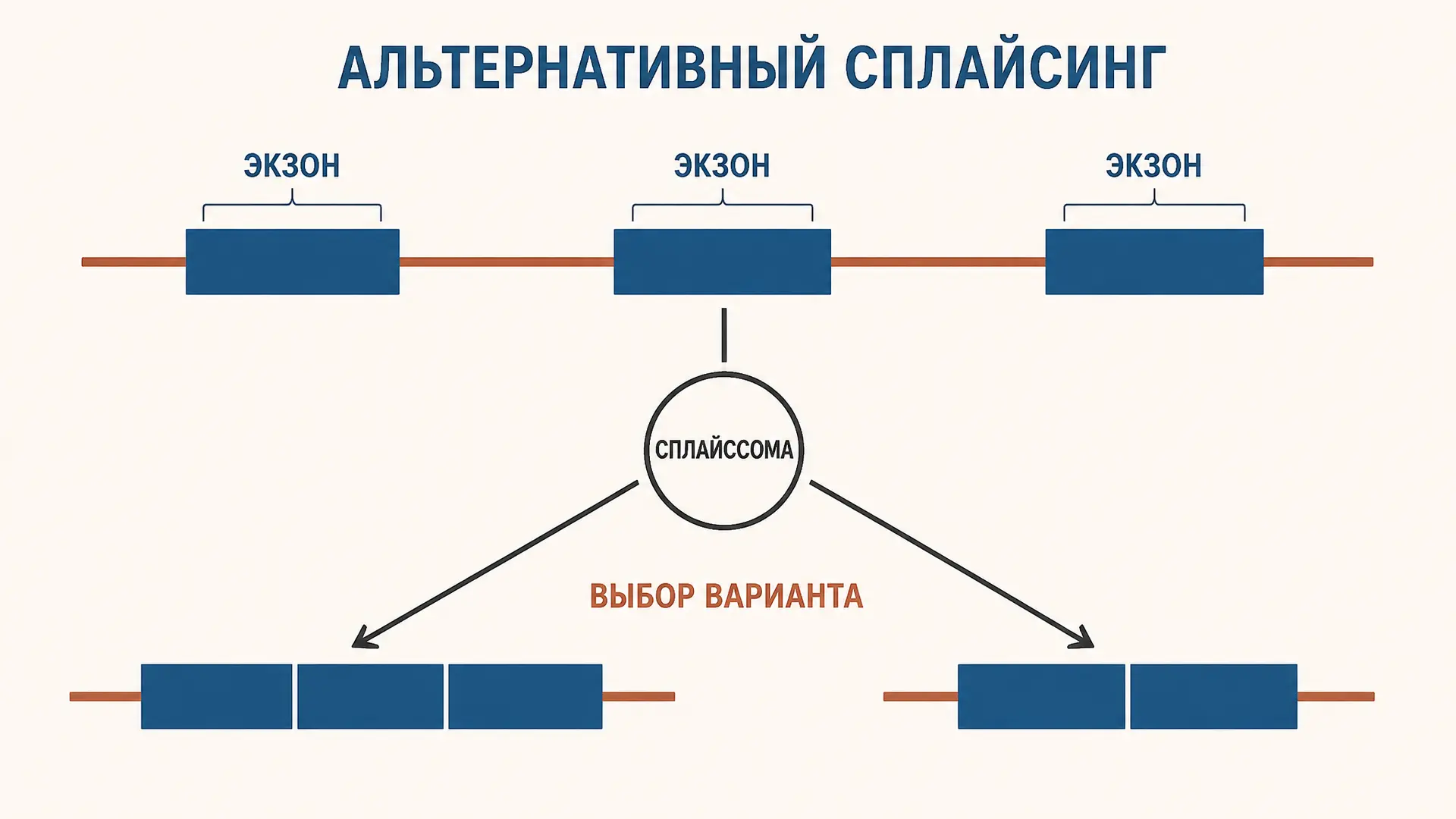 Альтернативный сплайсинг: регуляция вариантов РНК