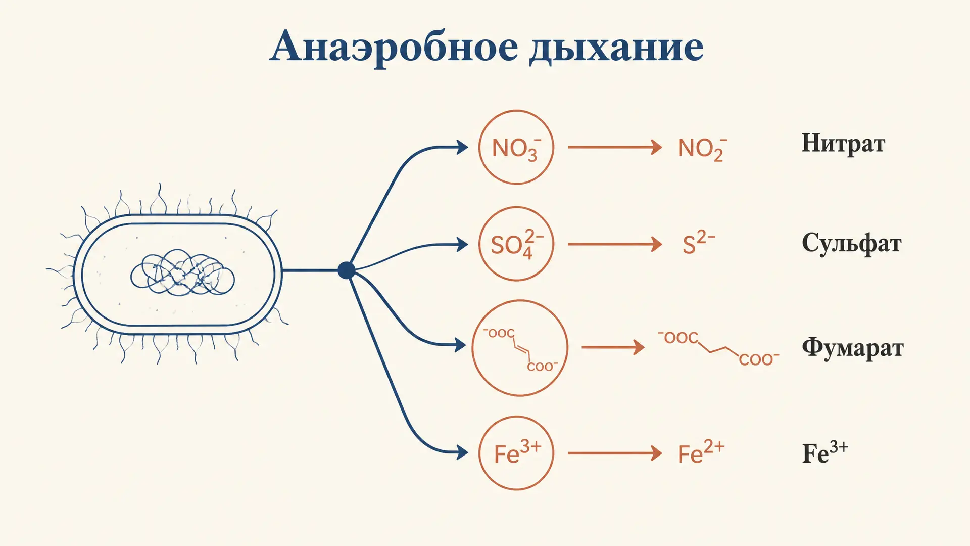 Анаэробное дыхание бактерий: типы и акцепторы