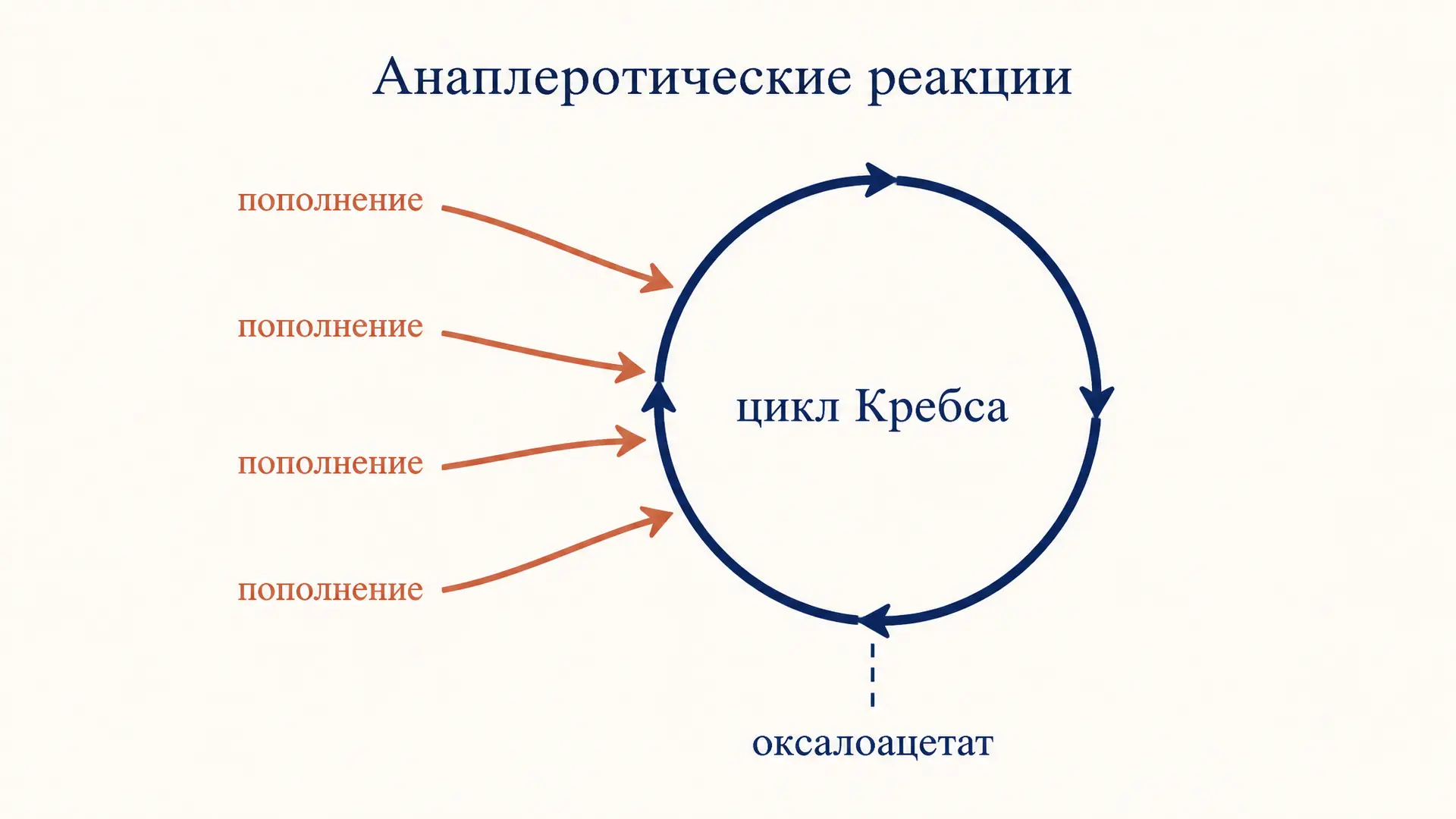 Анаплеротические реакции цикла Кребса: что это и зачем