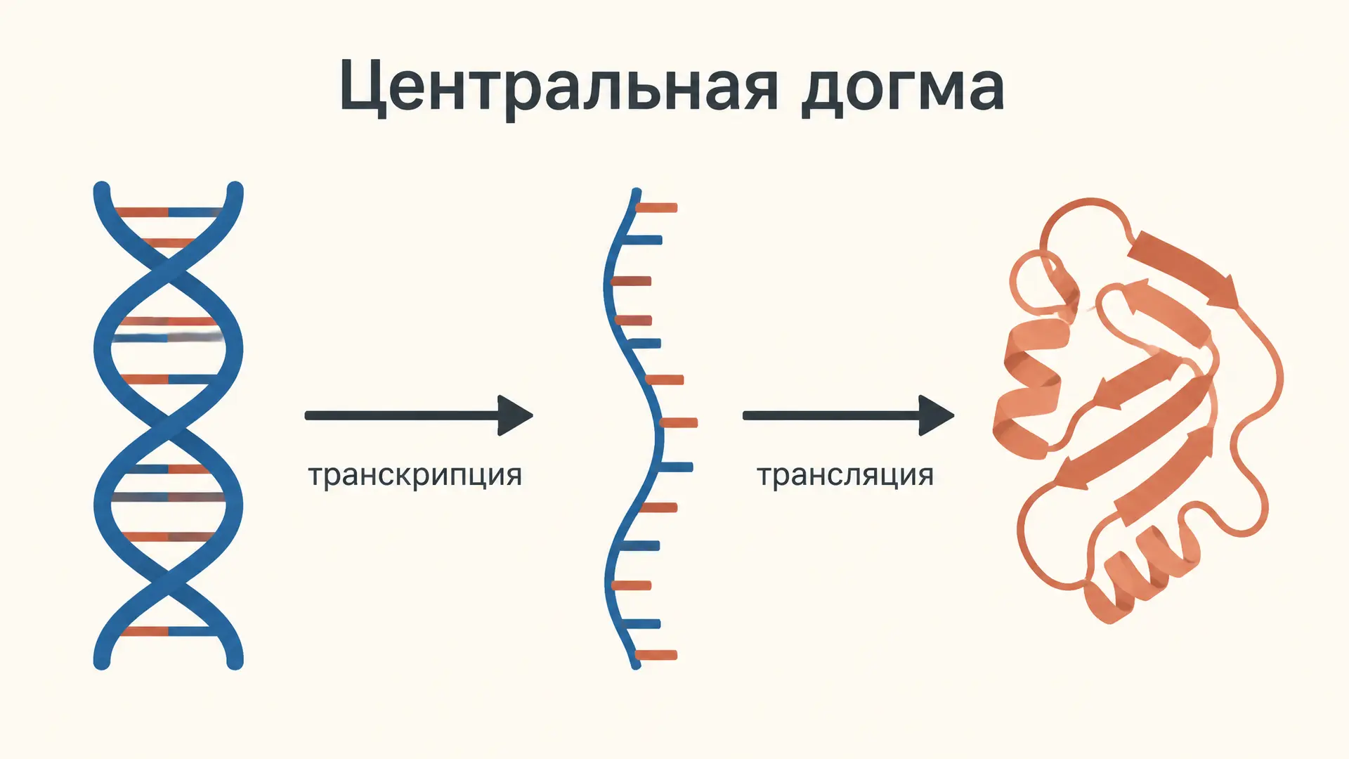 Центральная догма молекулярной биологии