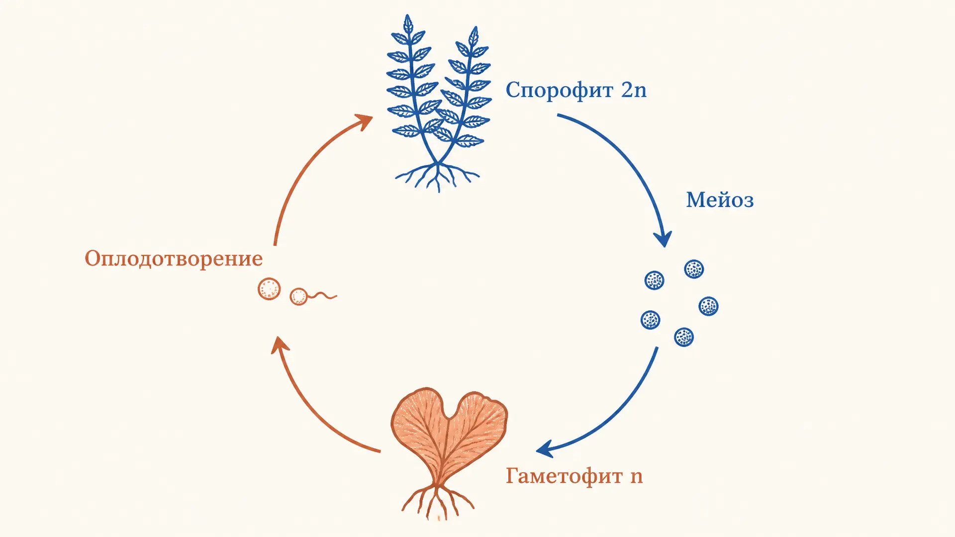 Чередование поколений: спорофит и гаметофит