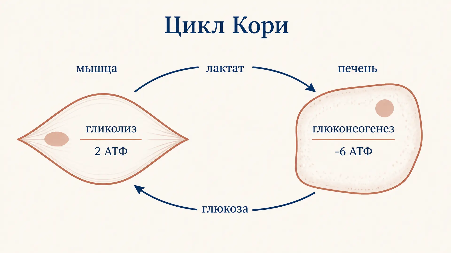 Цикл Кори: лактат, глюкоза, печень и мышцы