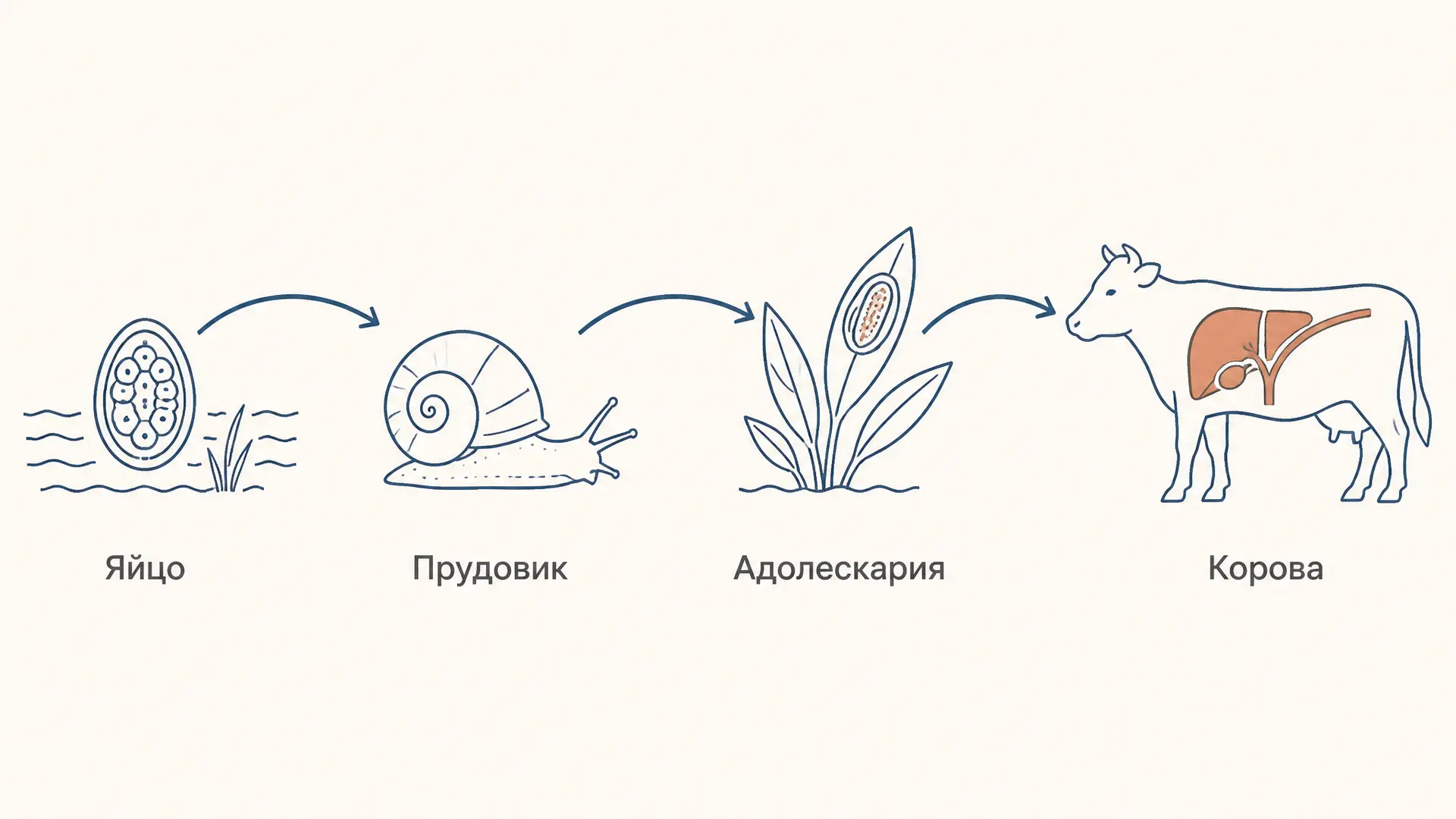 Цикл развития печёночного сосальщика