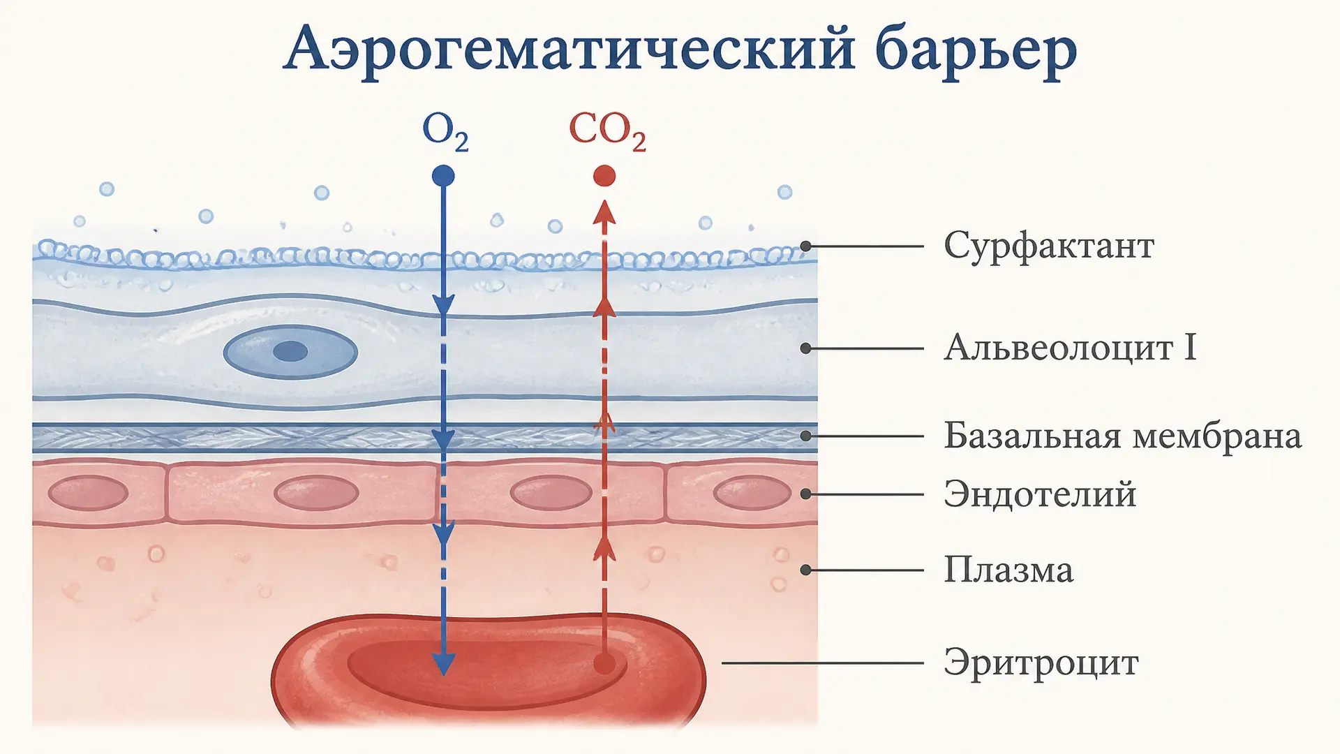 Аэрогематический барьер: строение и диффузия газов