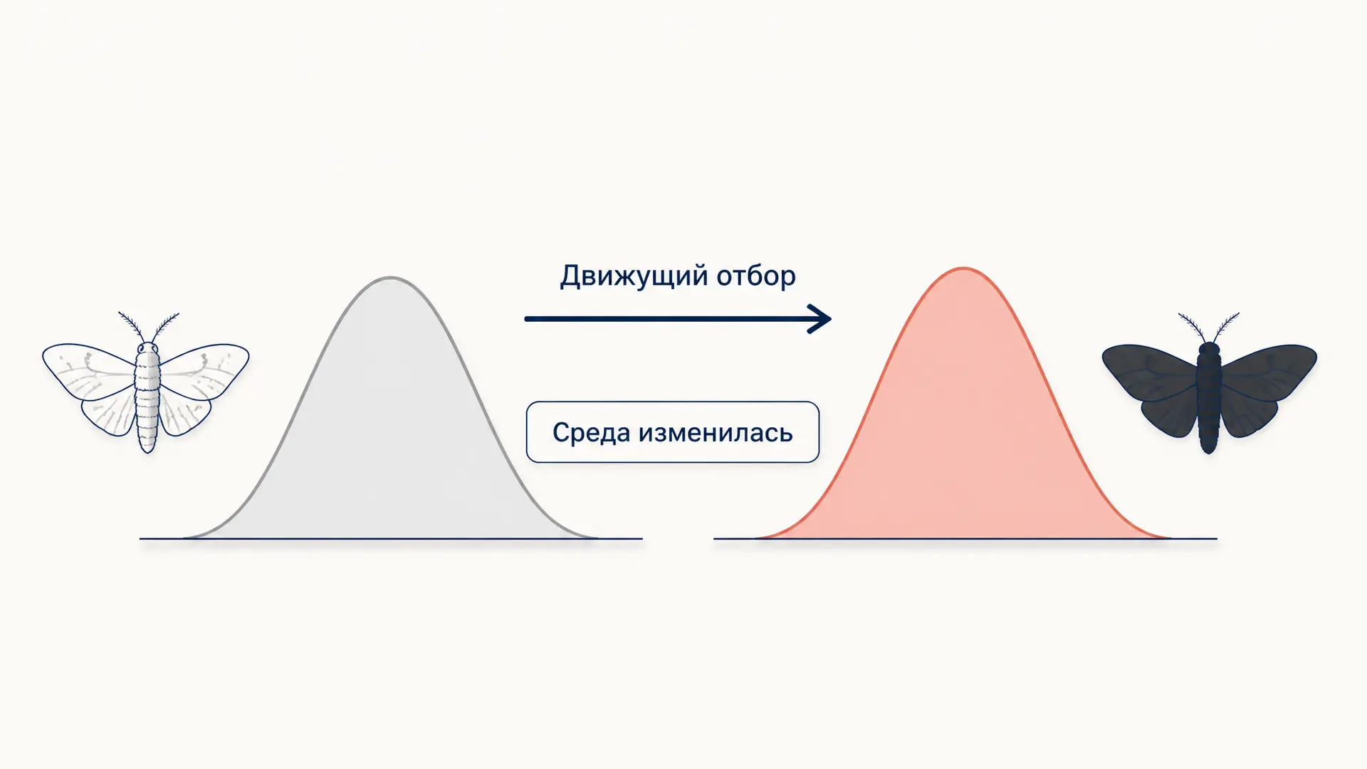 Движущий и стабилизирующий отбор: формы