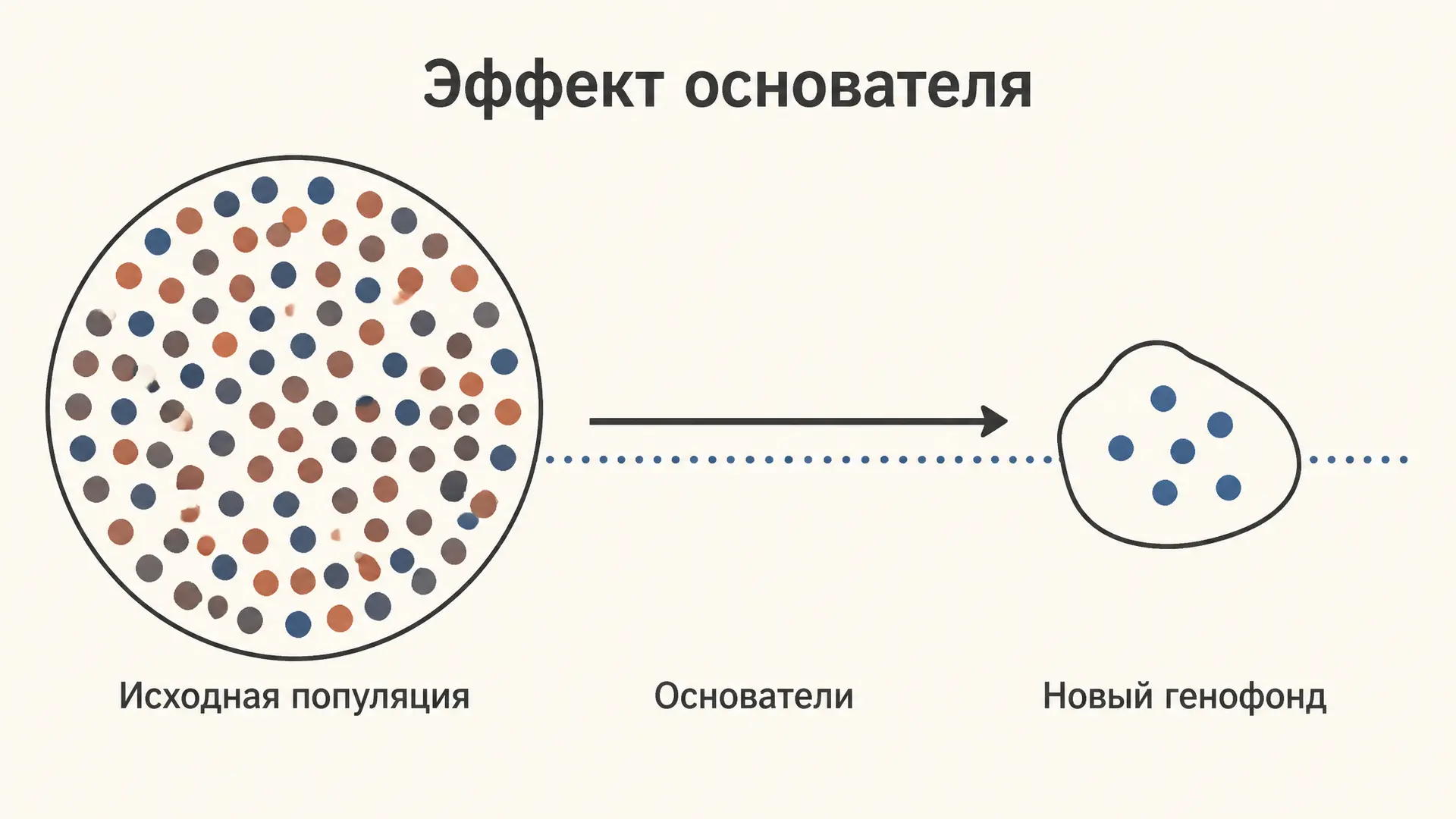 Эффект основателя: как малая группа меняет генофонд