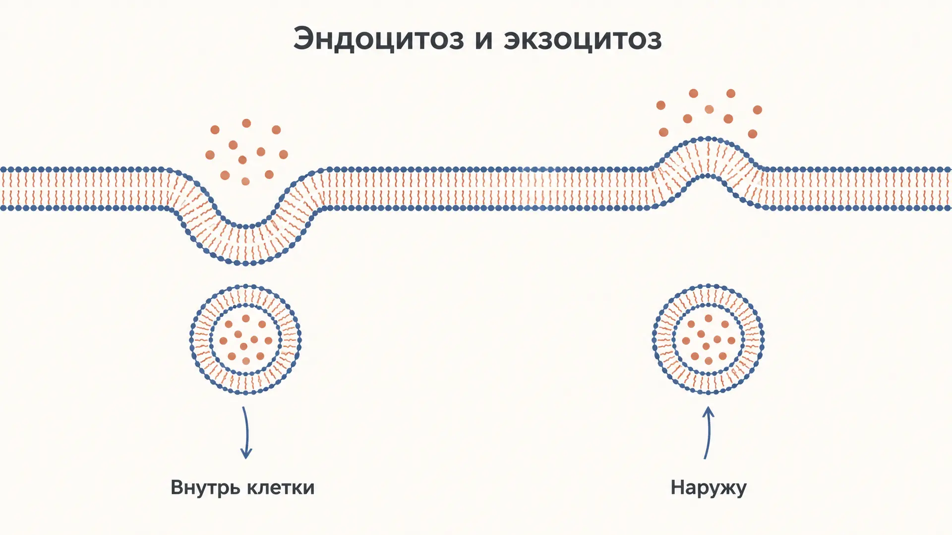 Эндоцитоз и экзоцитоз: механизмы и отличия
