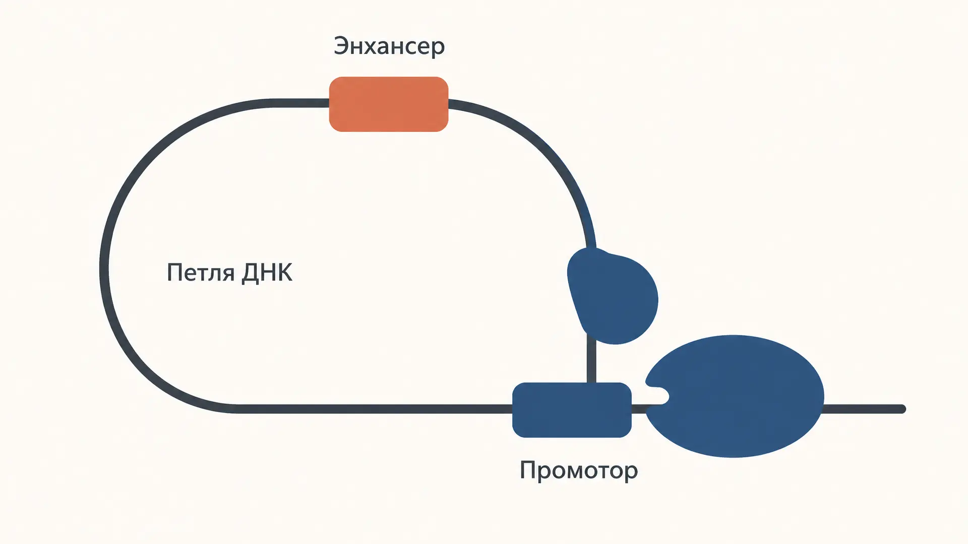 Энхансеры и сайленсеры: дальняя регуляция генов