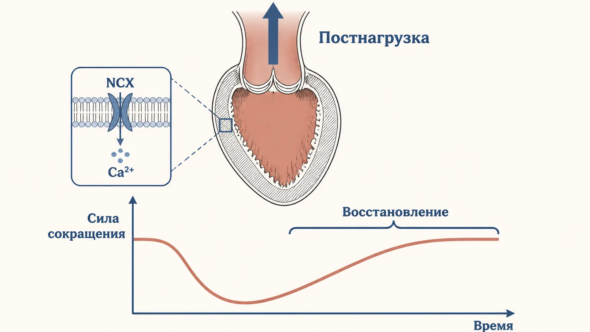 Феномен Анрепа: ауторегуляция сердца при нагрузке
