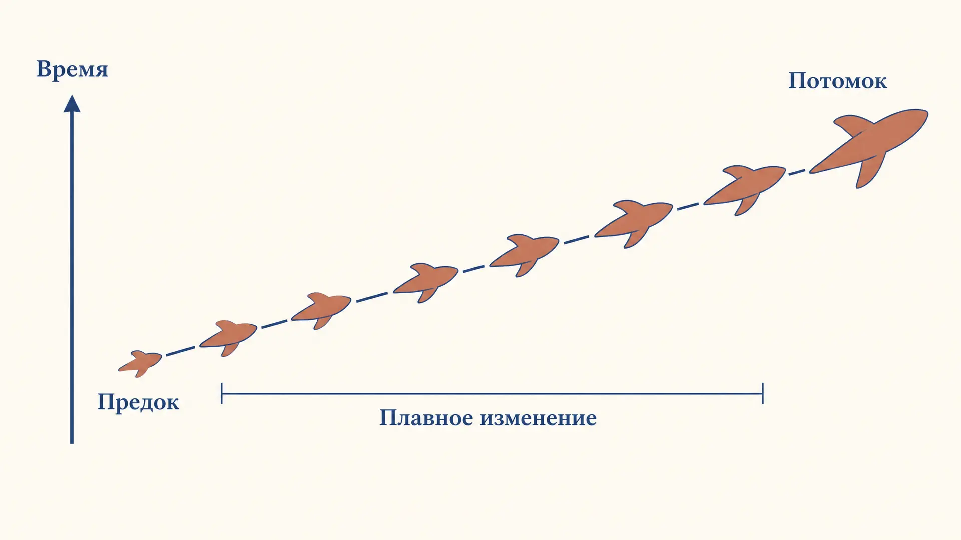 Филетический градуализм: суть модели эволюции