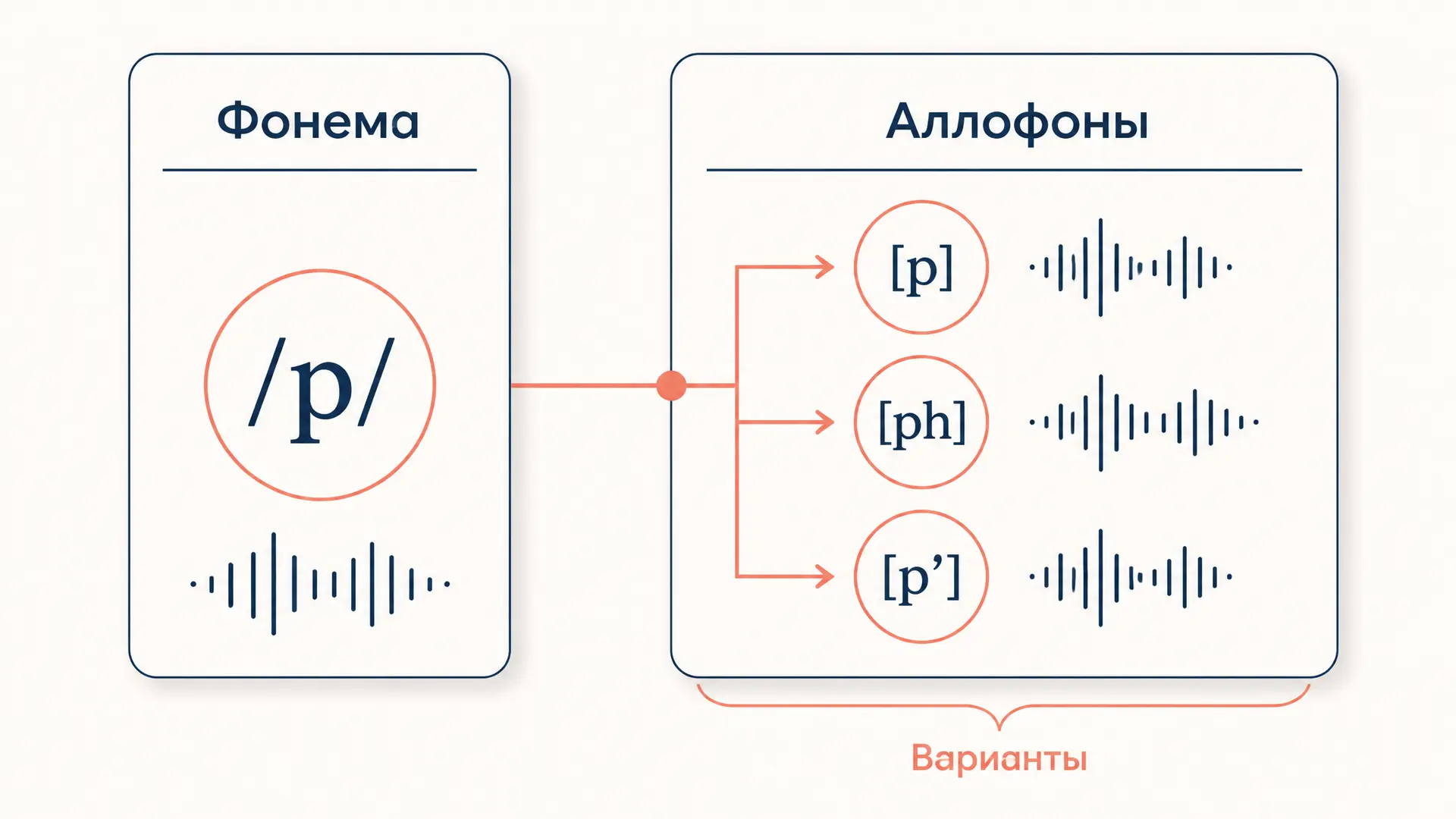 Фонема и аллофон: в чем различие двух понятий