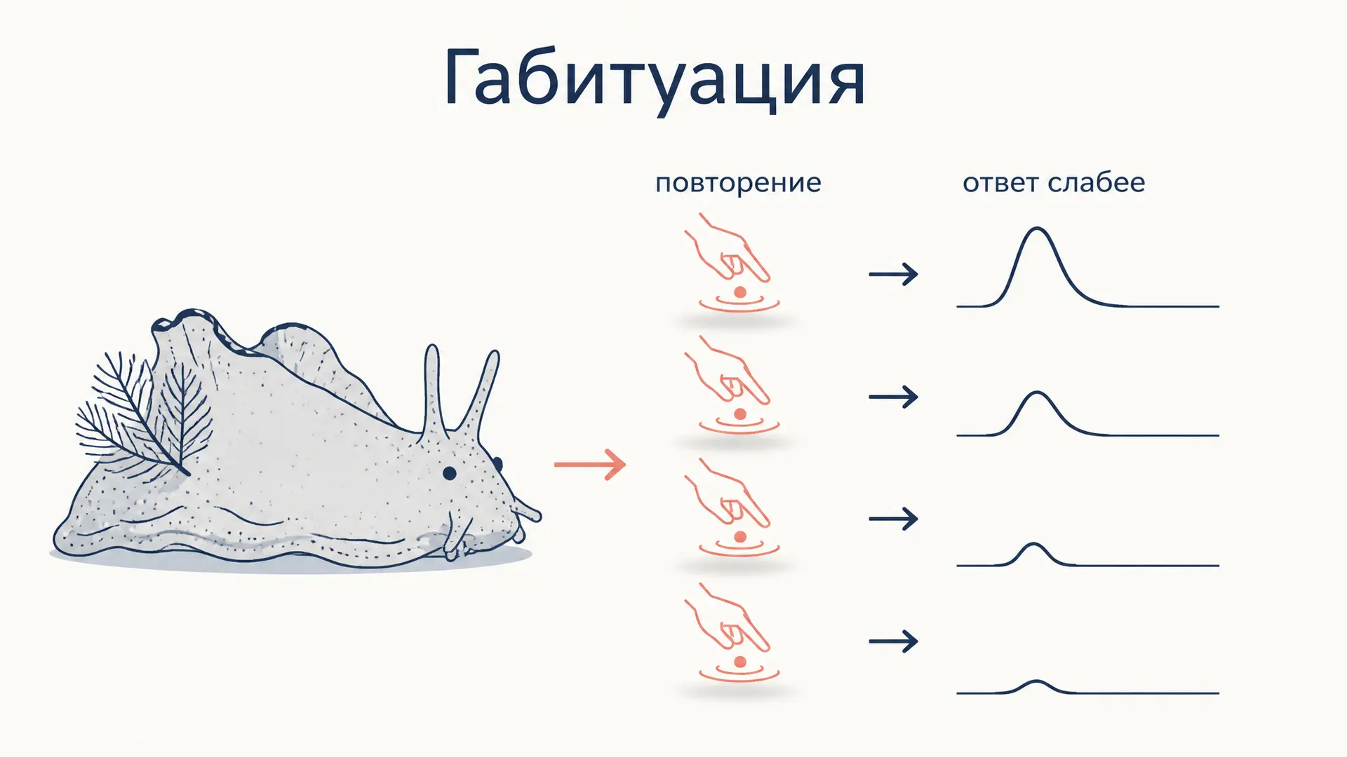 Габитуация: как мозг привыкает к повторению