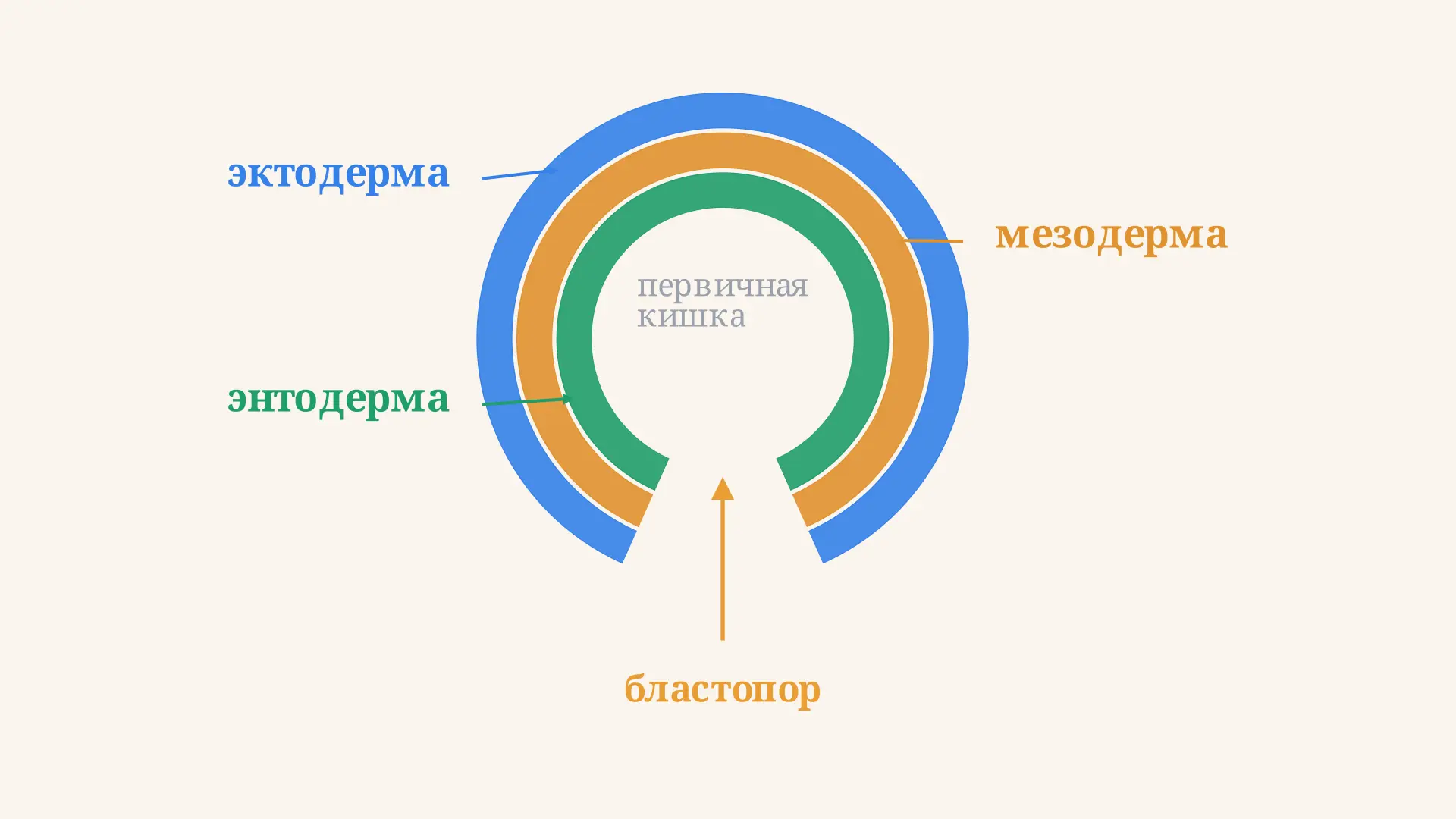 Гаструляция: формирование зародышевых листков
