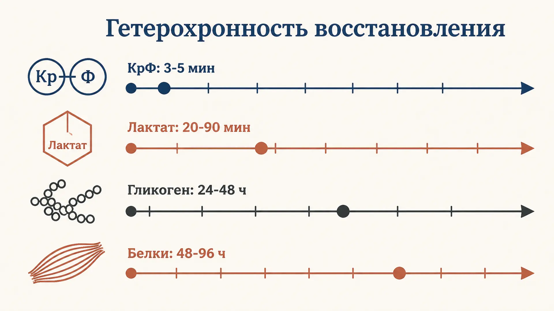 Гетерохронность восстановления: разные системы, разный темп