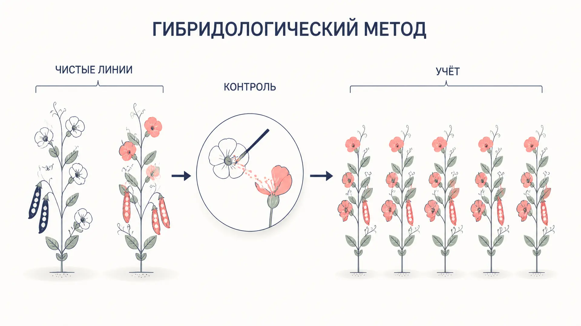 Гибридологический метод Менделя: как устроен опыт