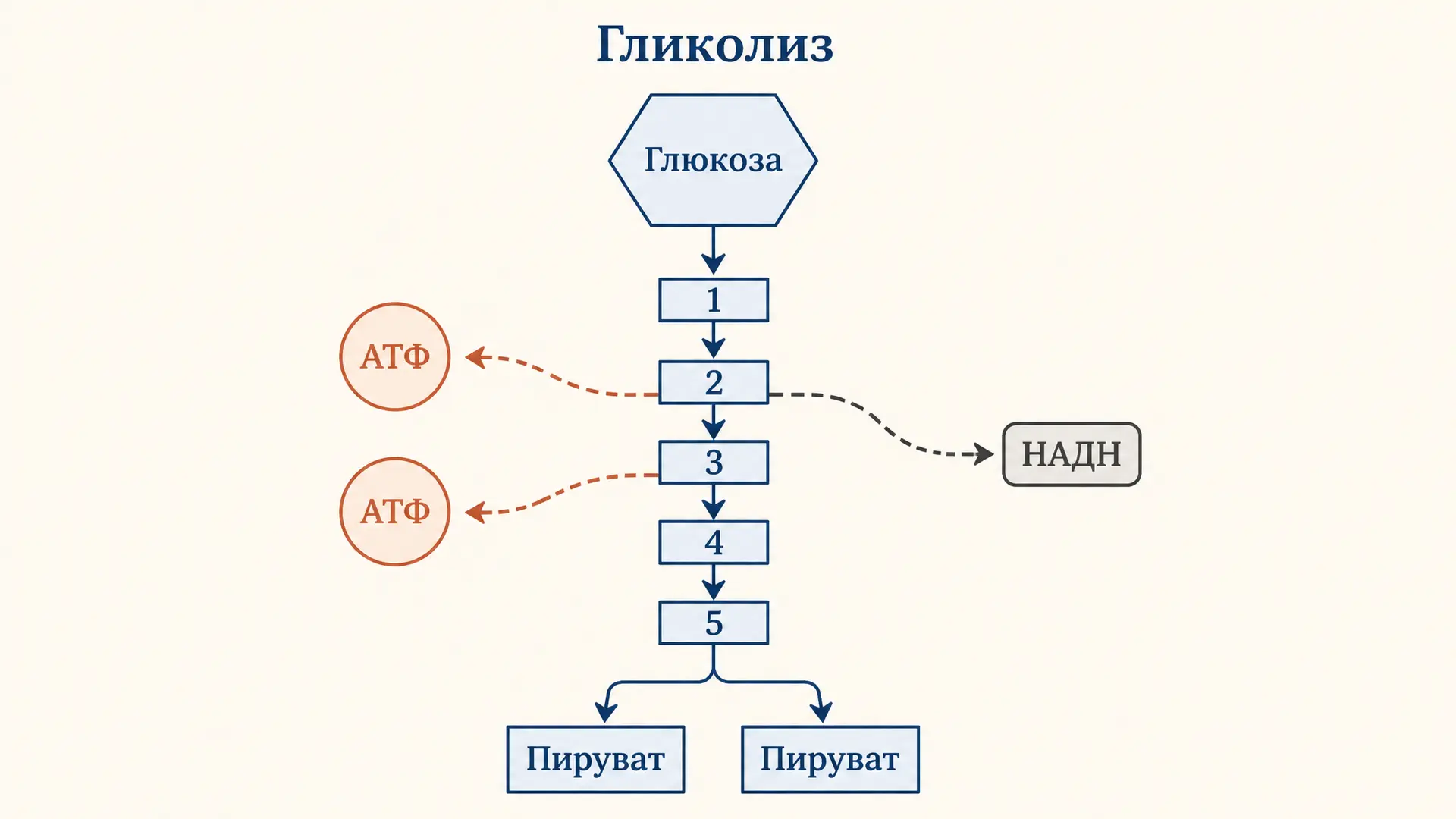 Гликолиз: этапы, реакции и ферменты по шагам