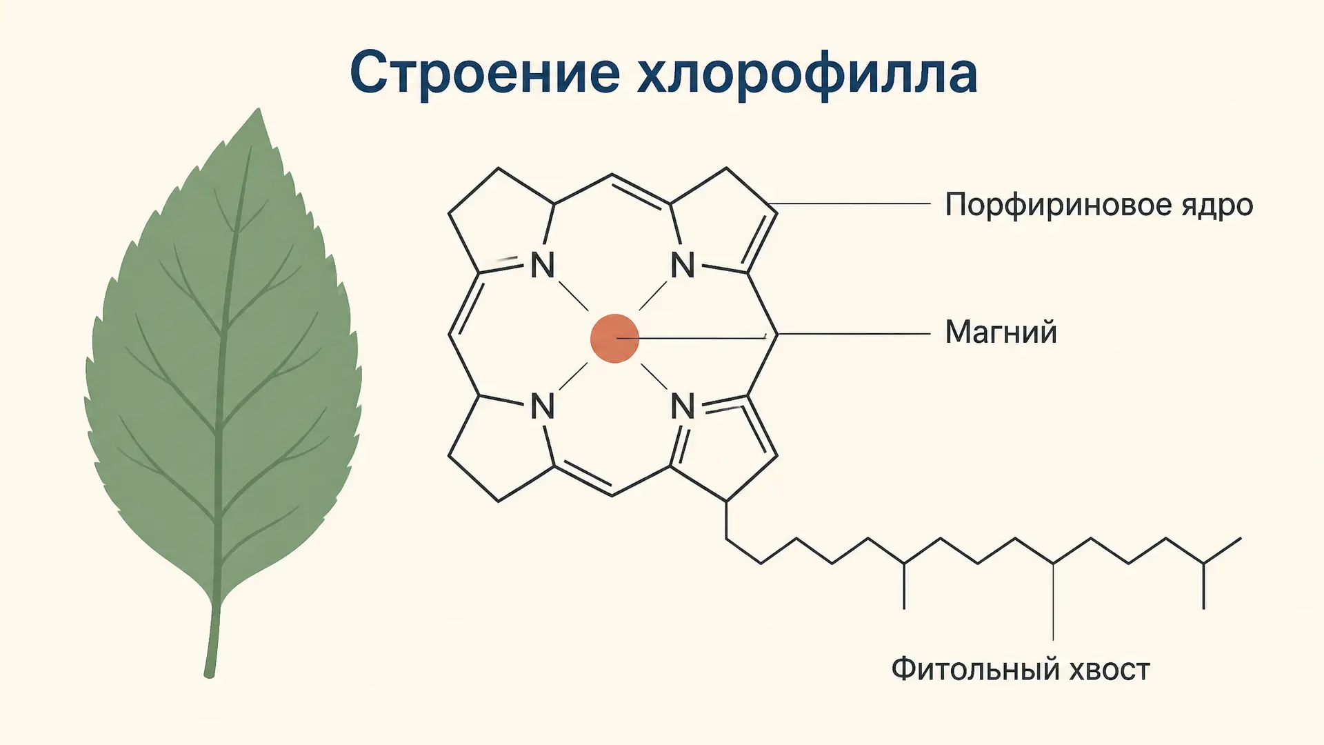 Хлорофилл: строение молекулы, формы a и b