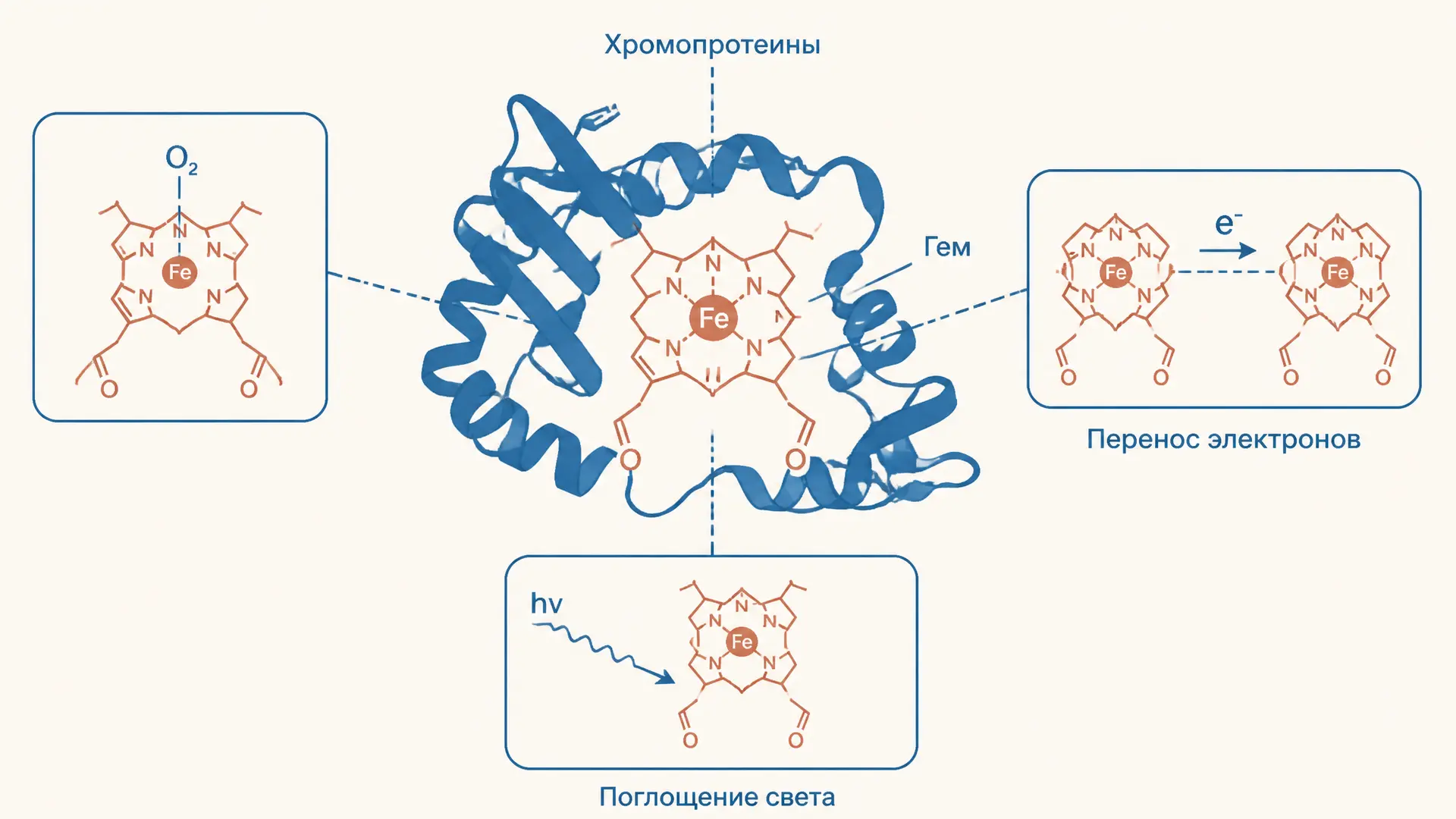 Хромопротеины: пигменты, гем и функции белков