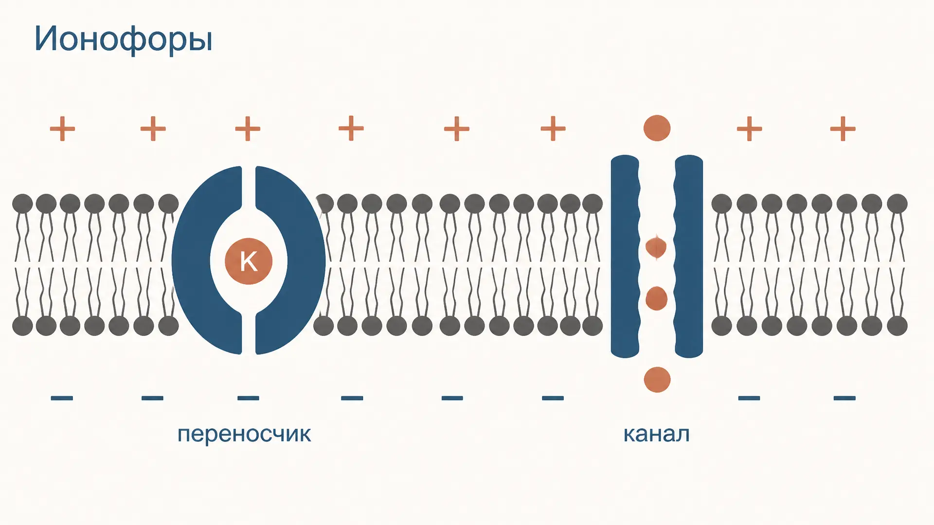 Ионофоры: перенос ионов через мембрану