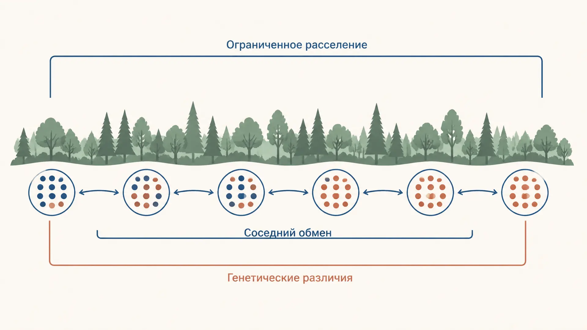 Изоляция расстоянием: модель Райта и FST