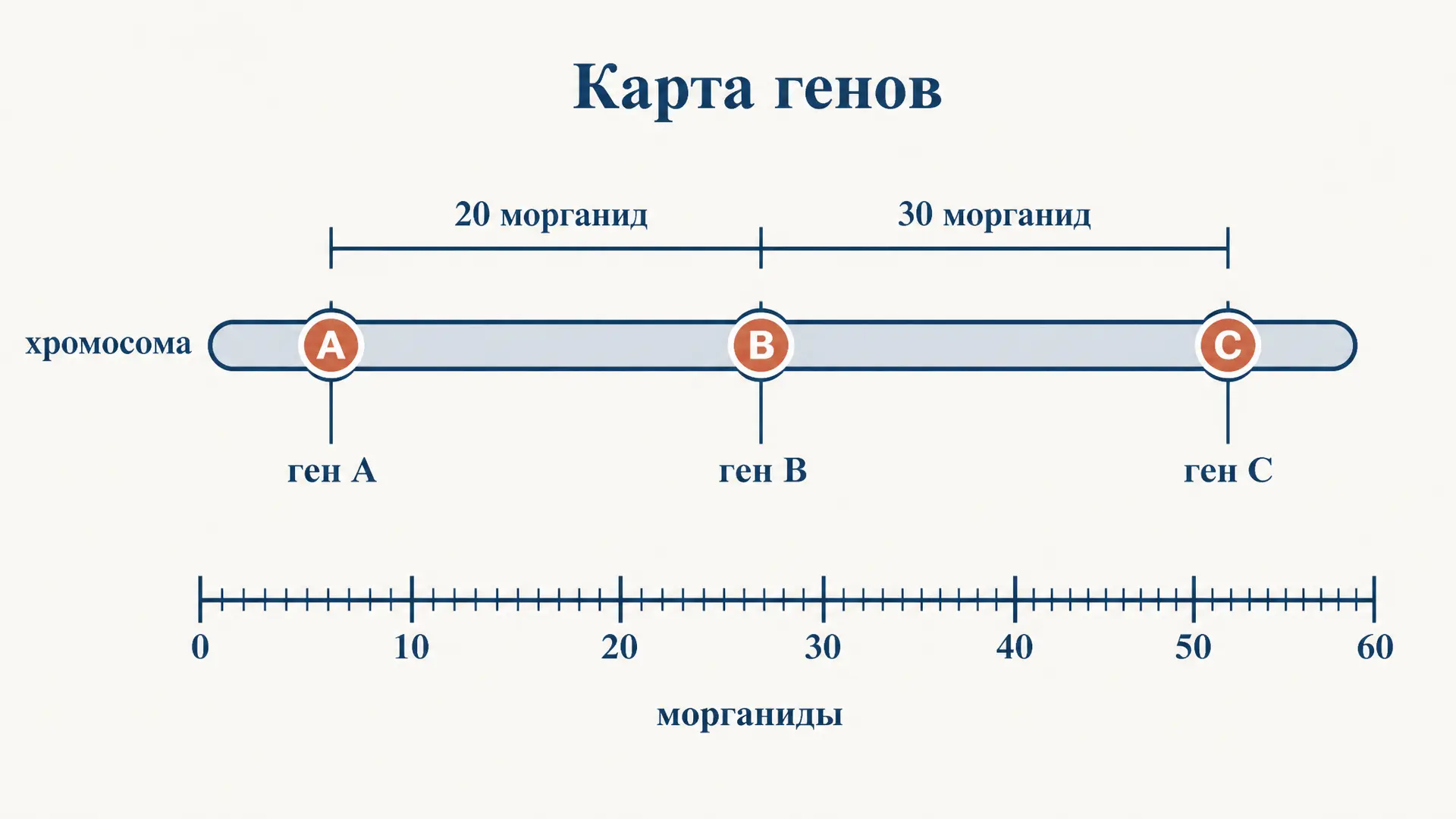 Карта генов в морганидах: как строят и читают