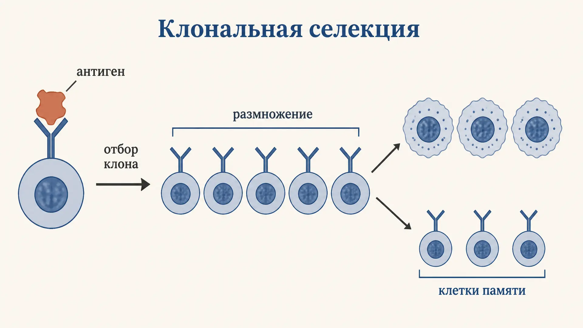 Клональная селекция лимфоцитов: теория и суть кратко