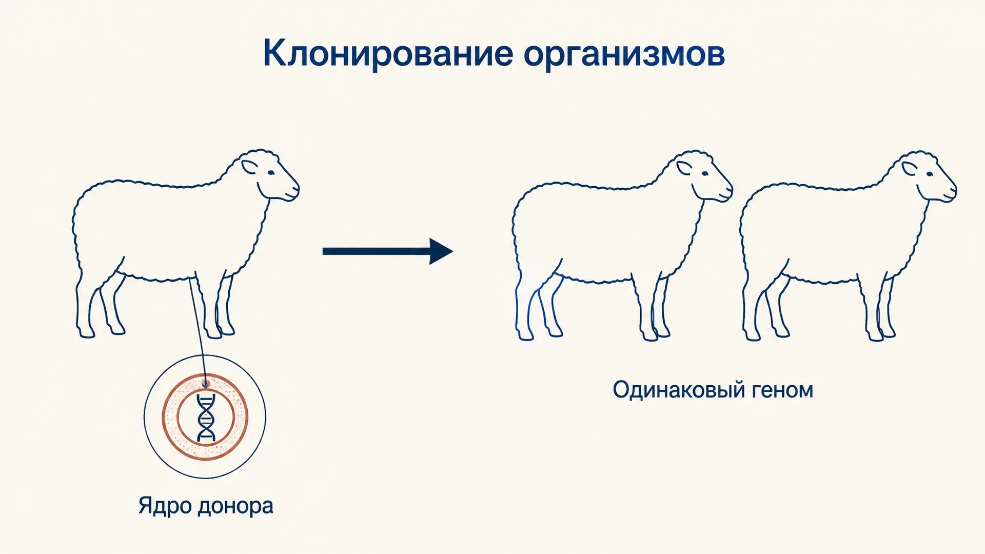 Клонирование организмов: методы, примеры, ограничения