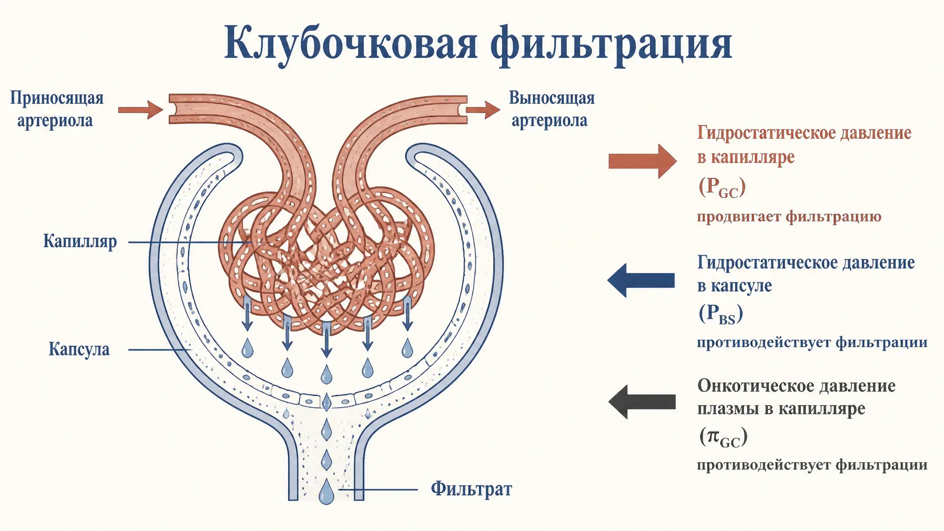 Клубочковая фильтрация и фильтрационное давление