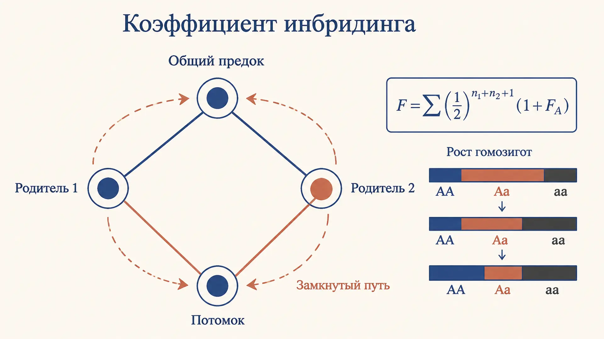 Коэффициент инбридинга Райта: расчёт по родословной