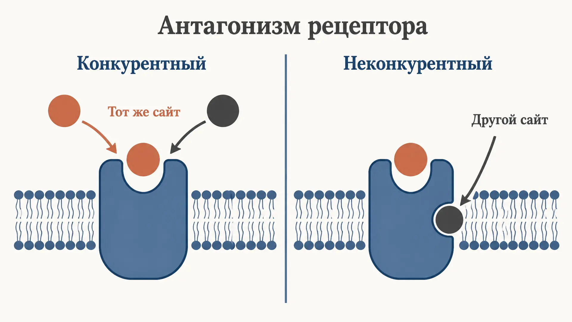 Конкурентный и неконкурентный антагонизм: в чём разница