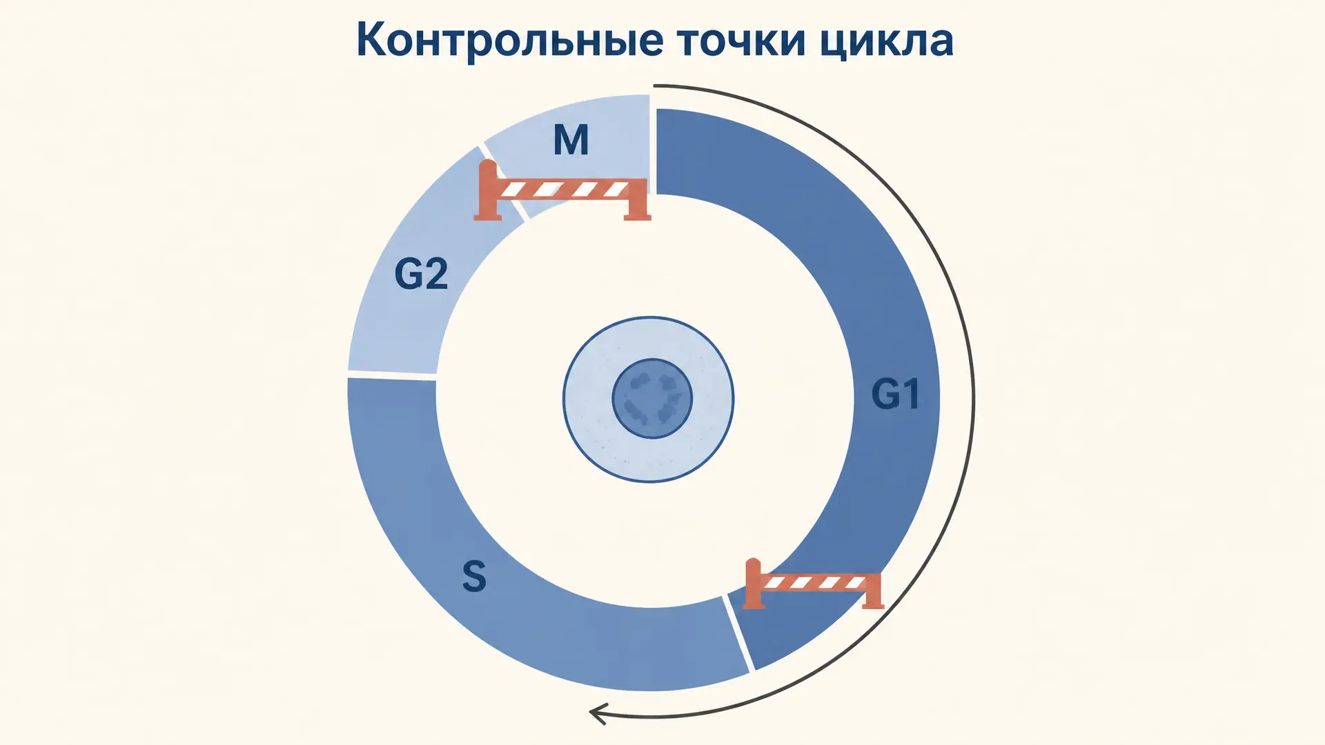 Контрольные точки клеточного цикла: G1/S, G2/M и веретено