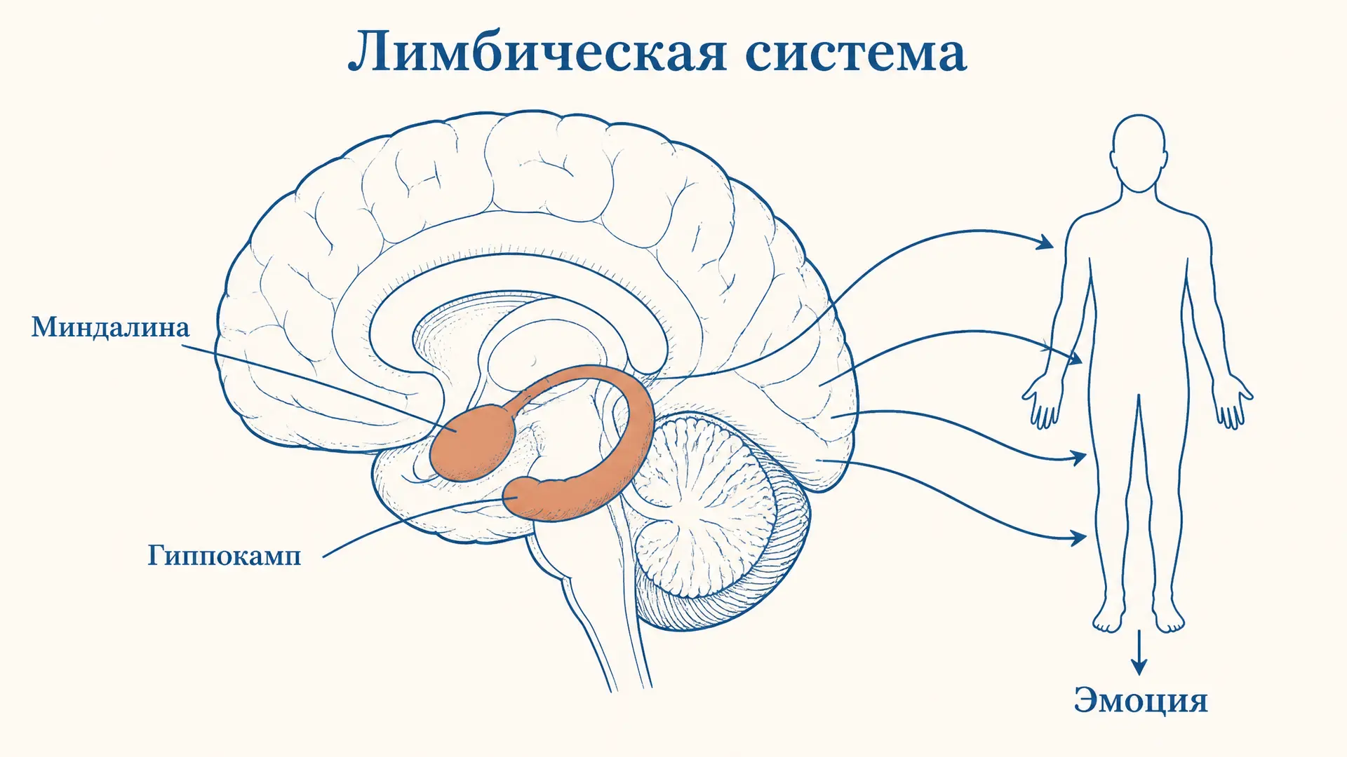 Лимбическая система и формирование эмоций