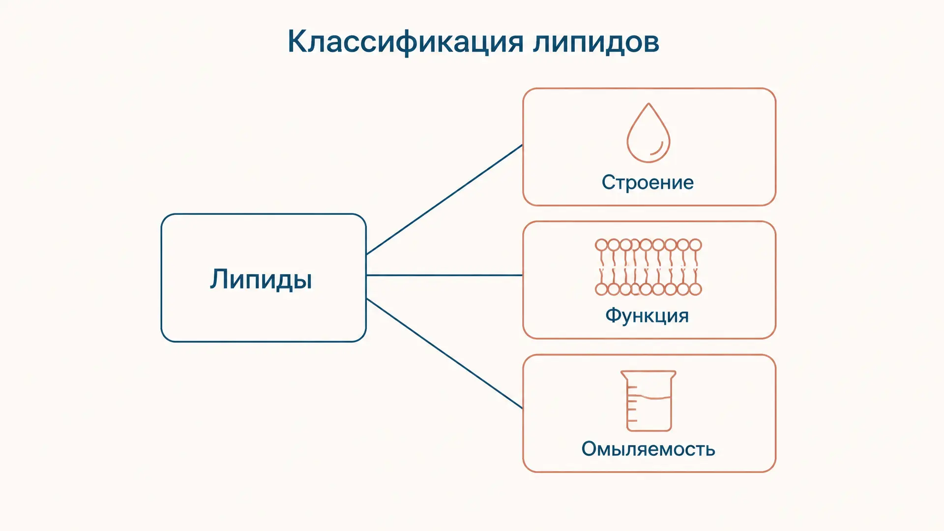 Липиды: классификация по функциям и омыляемости