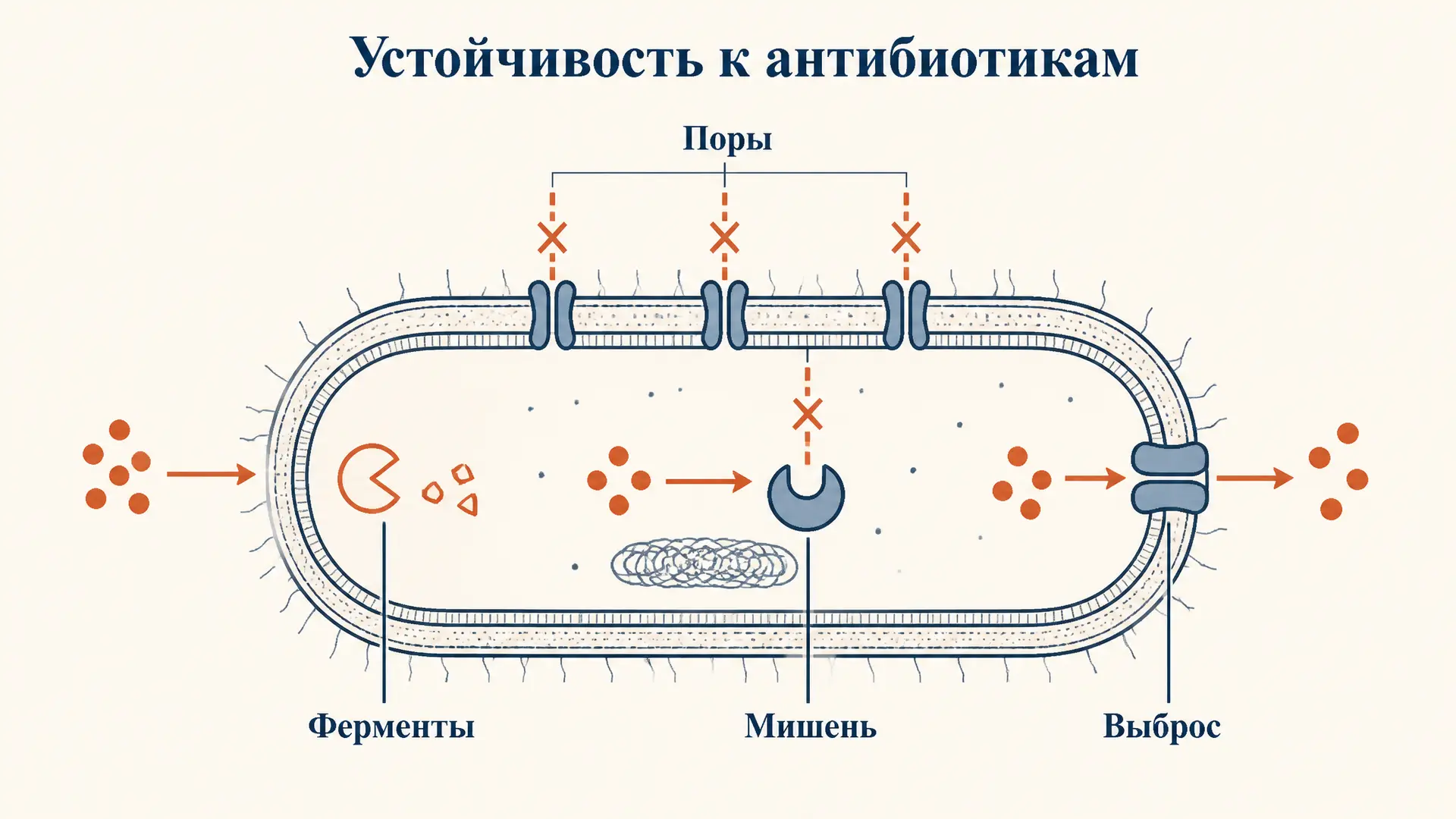 Механизмы устойчивости бактерий к антибиотикам