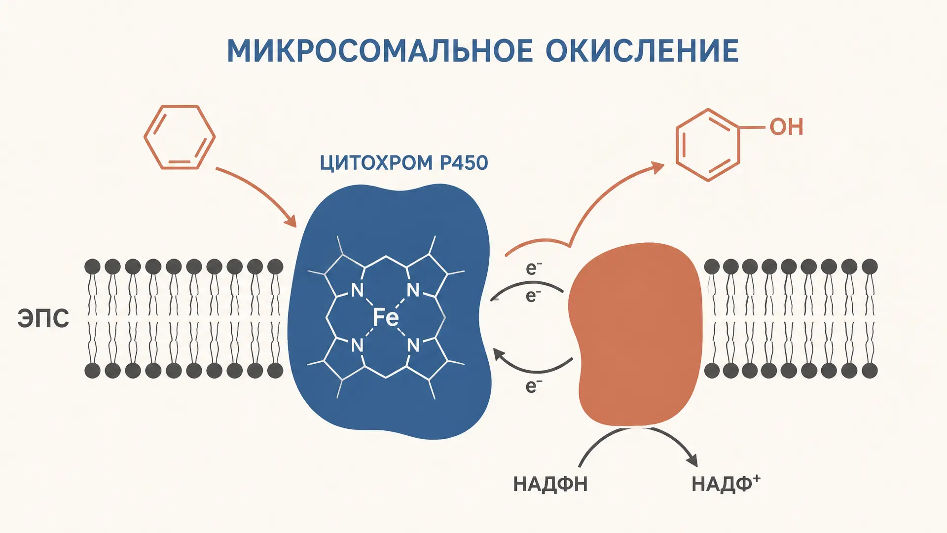 Микросомальное окисление: система CYP450