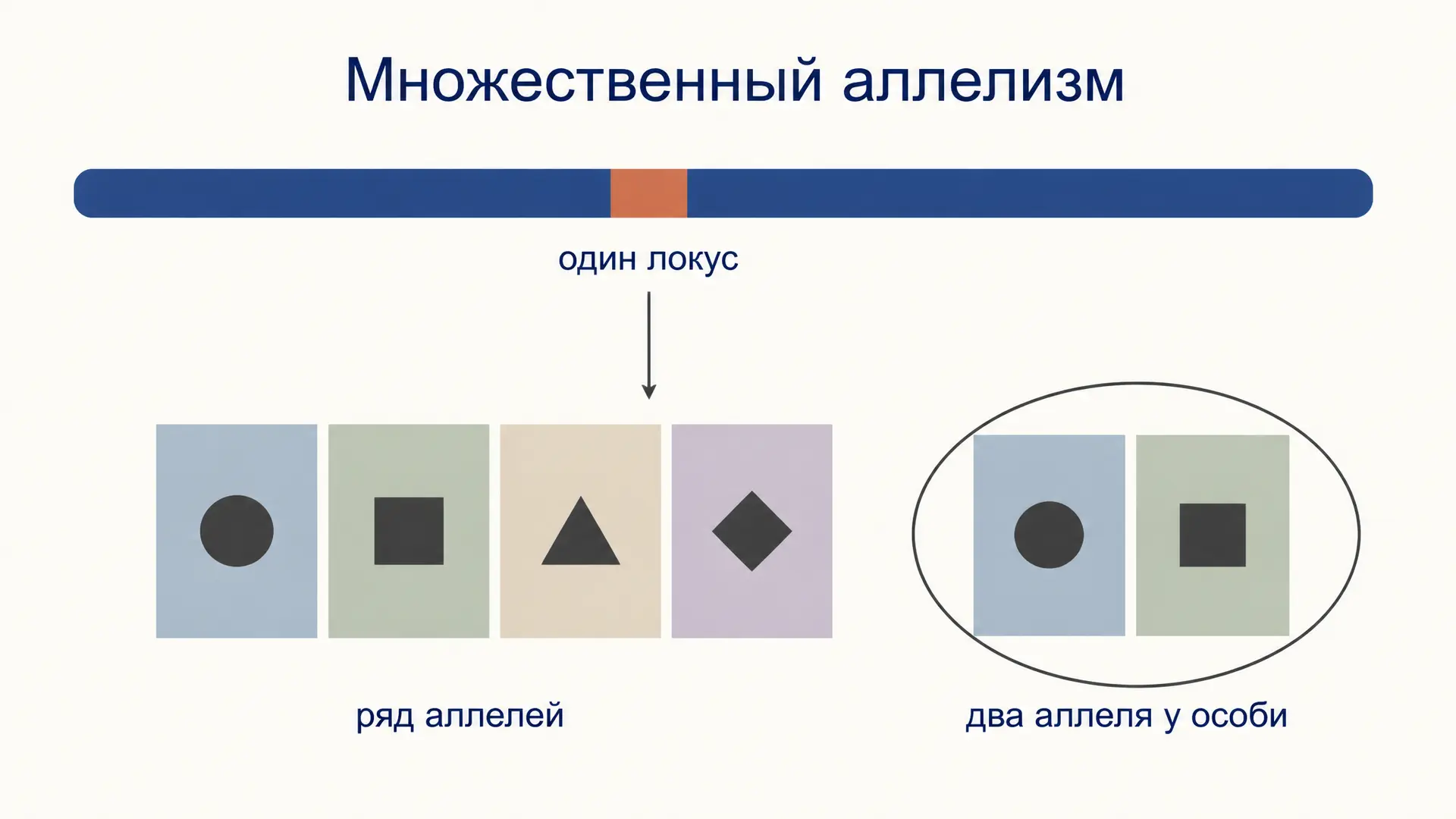 Множественный аллелизм: серия аллелей одного гена