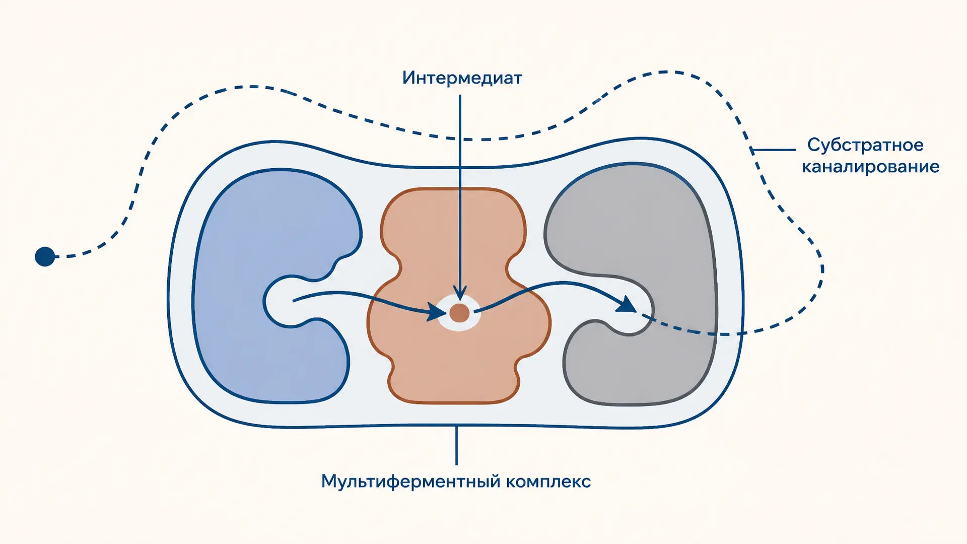 Мультиферментные комплексы: зачем ферменты работают вместе
