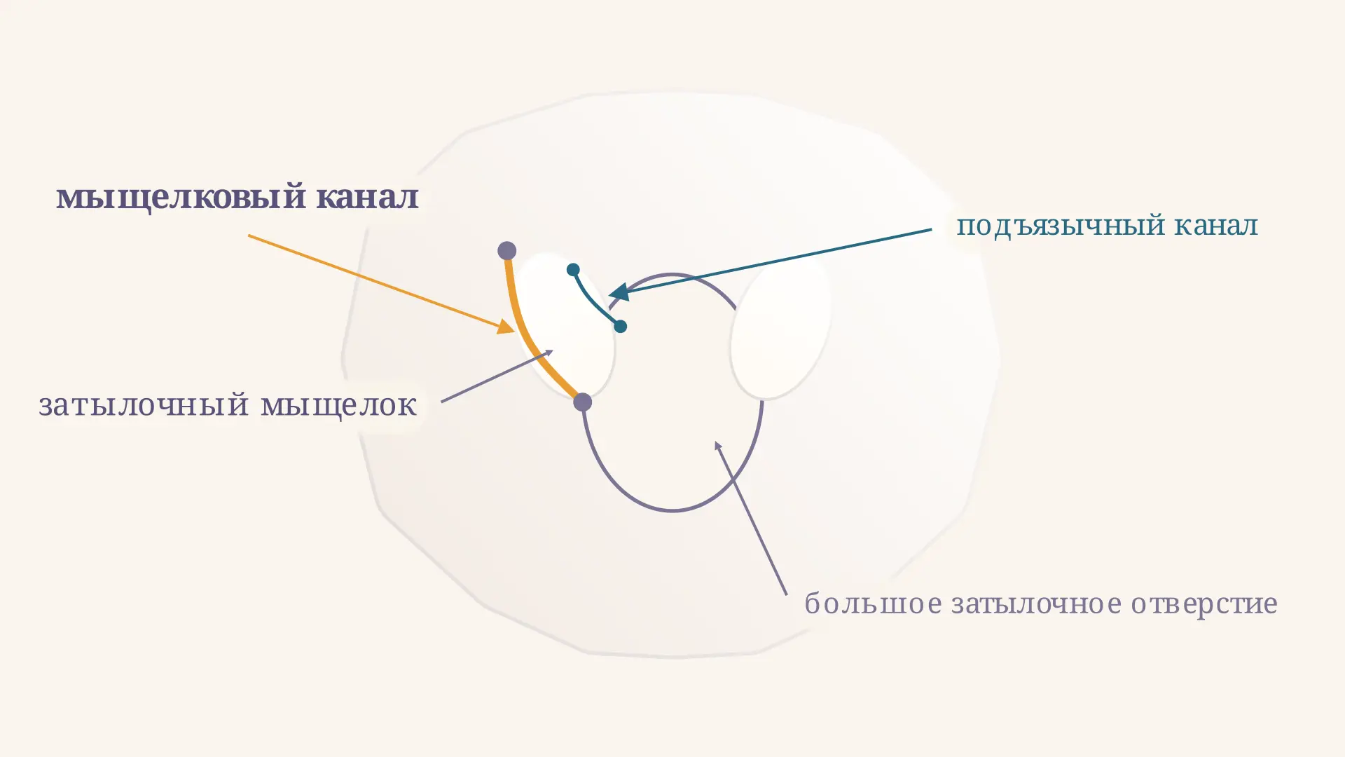 Мыщелковый канал: где находится и что проходит