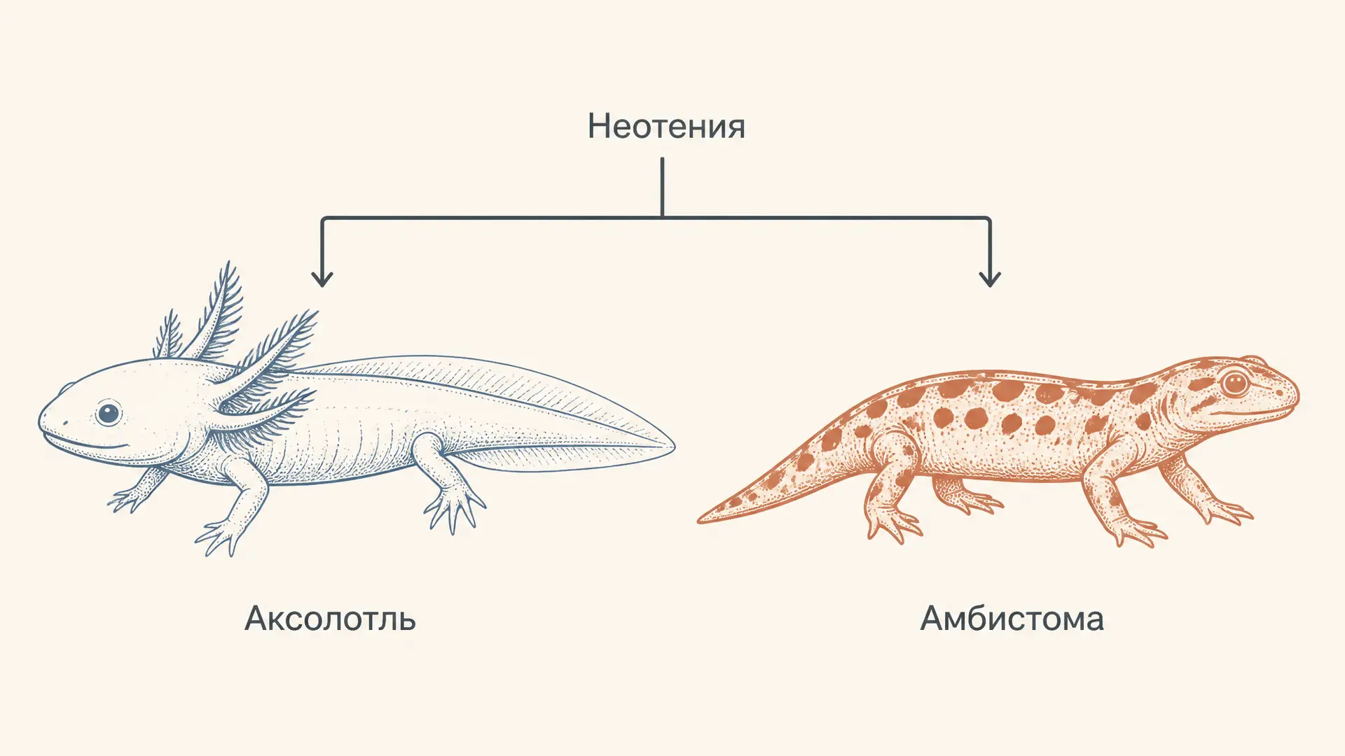 Неотения: почему аксолотль не становится амбистомой