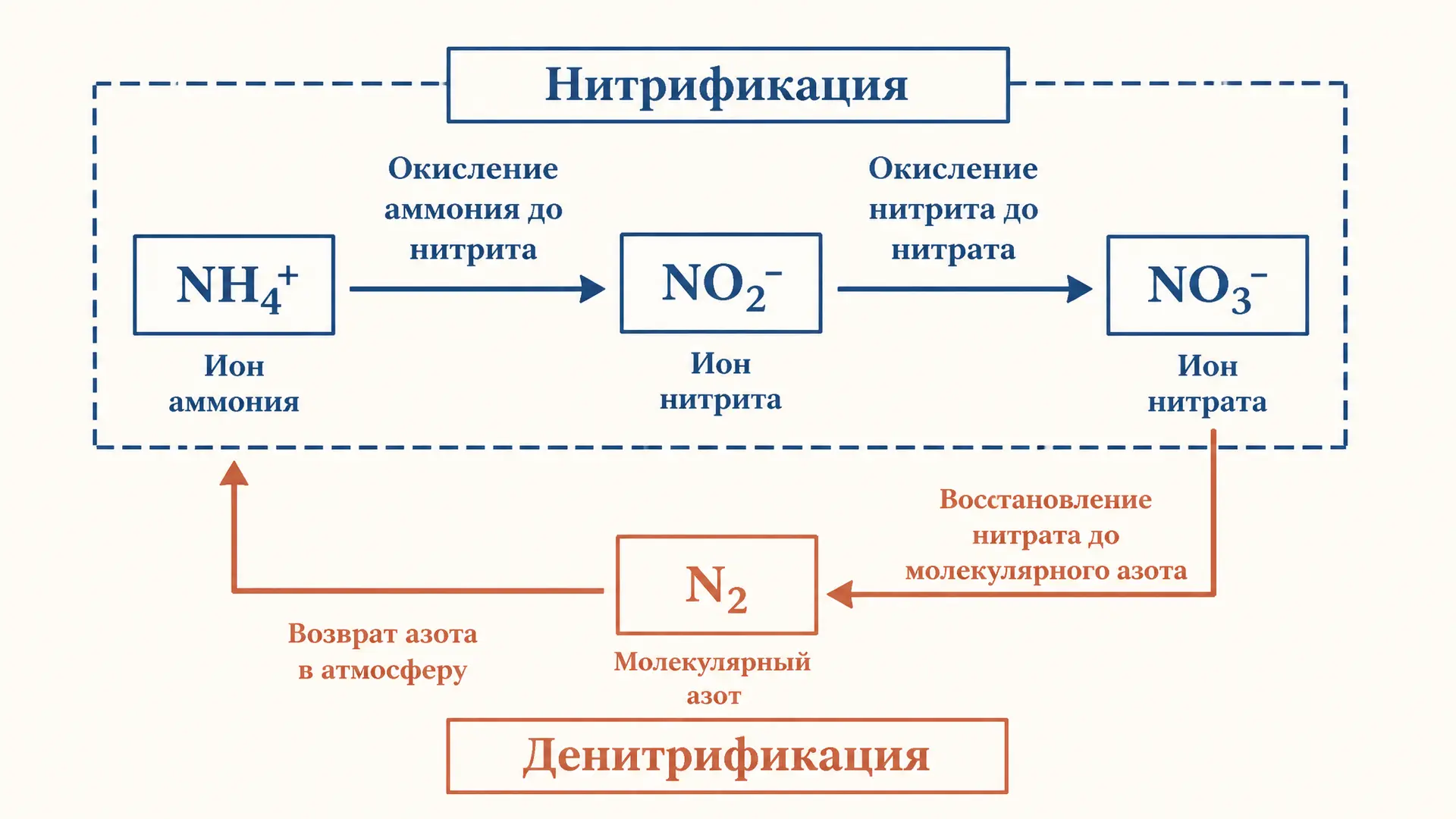 Нитрификация и денитрификация почвы: процессы и баланс