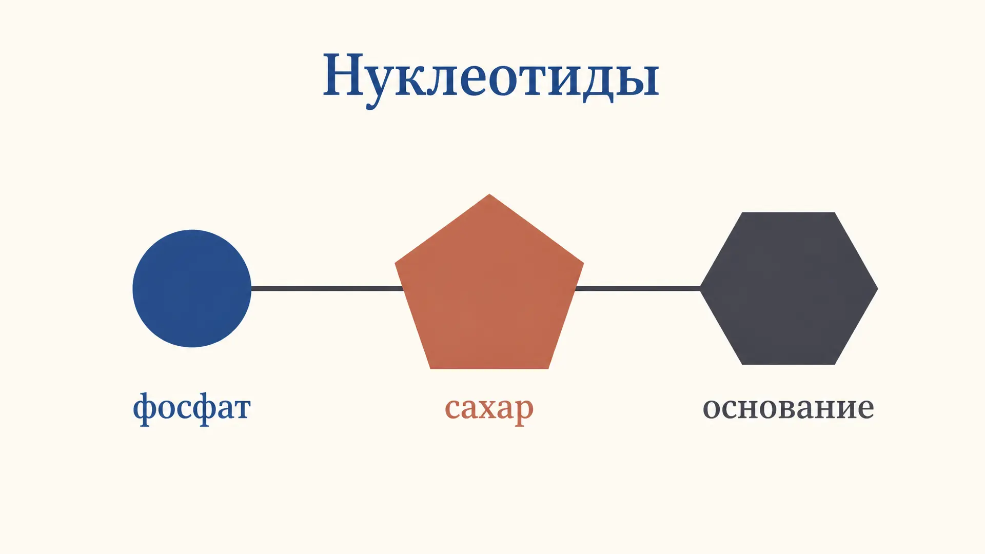 Нуклеотиды: строение, номенклатура и классификация